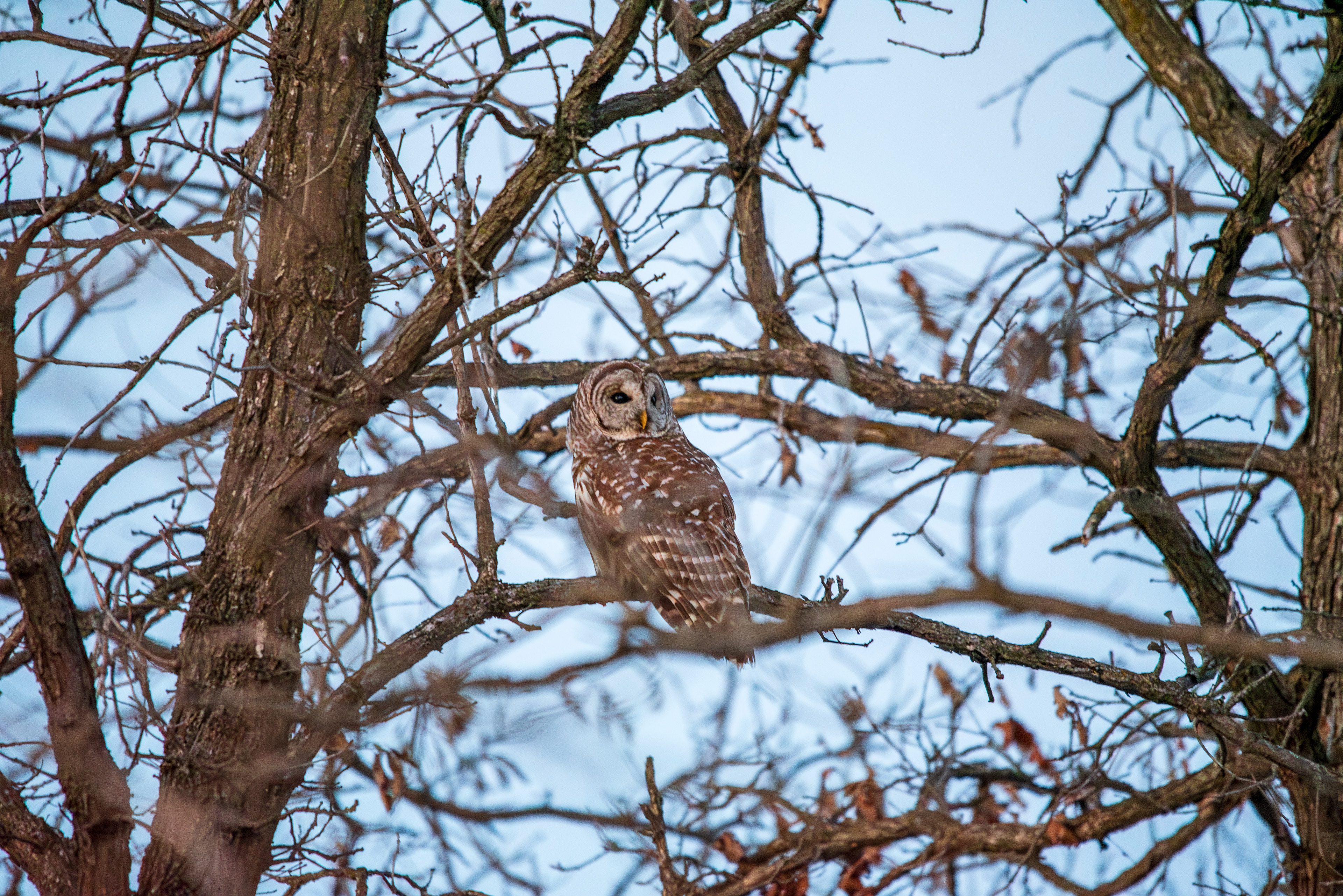 Barred owl perched in a tree
