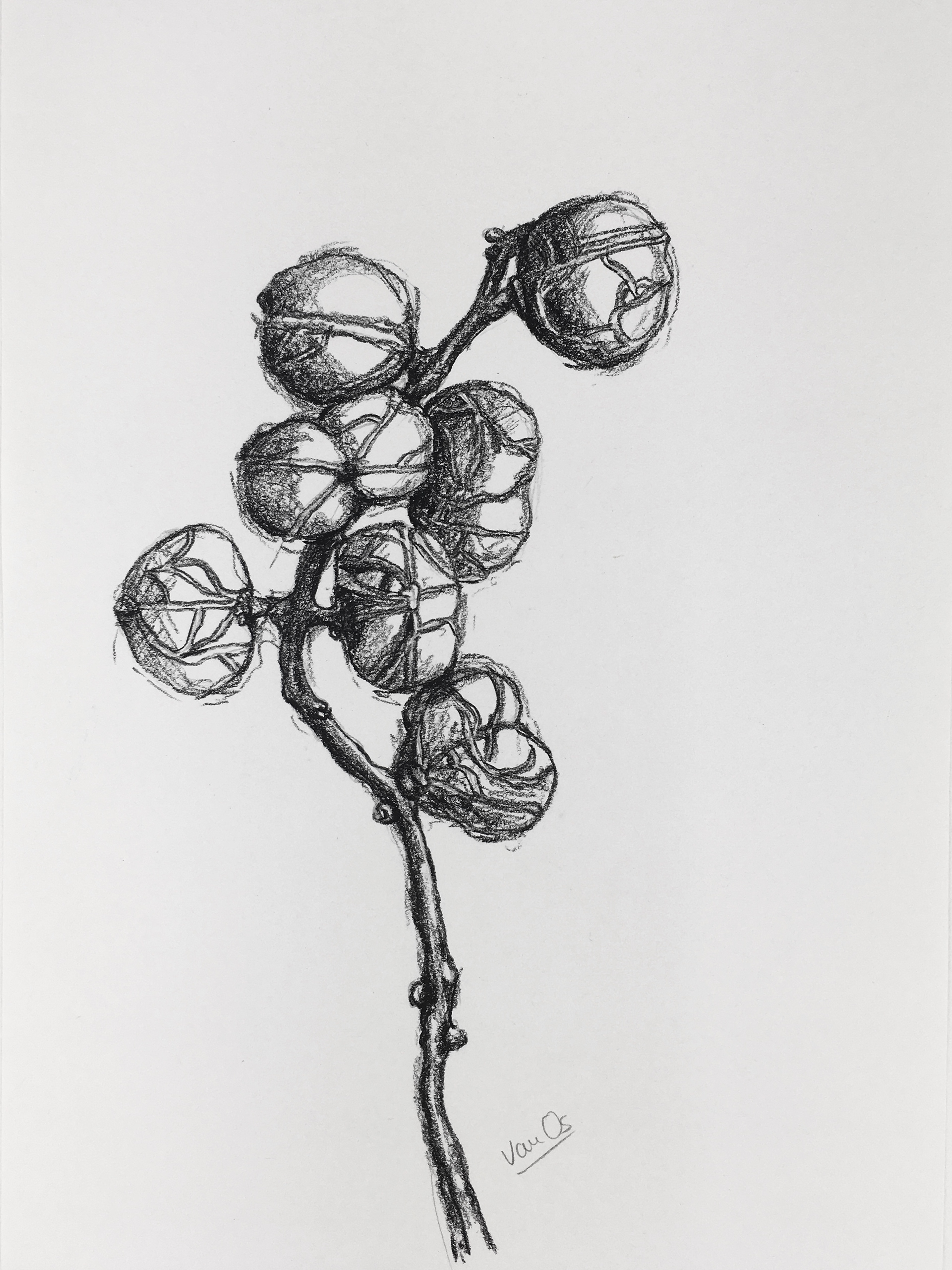Seedpod 2, 21.0 x 29.7 cm