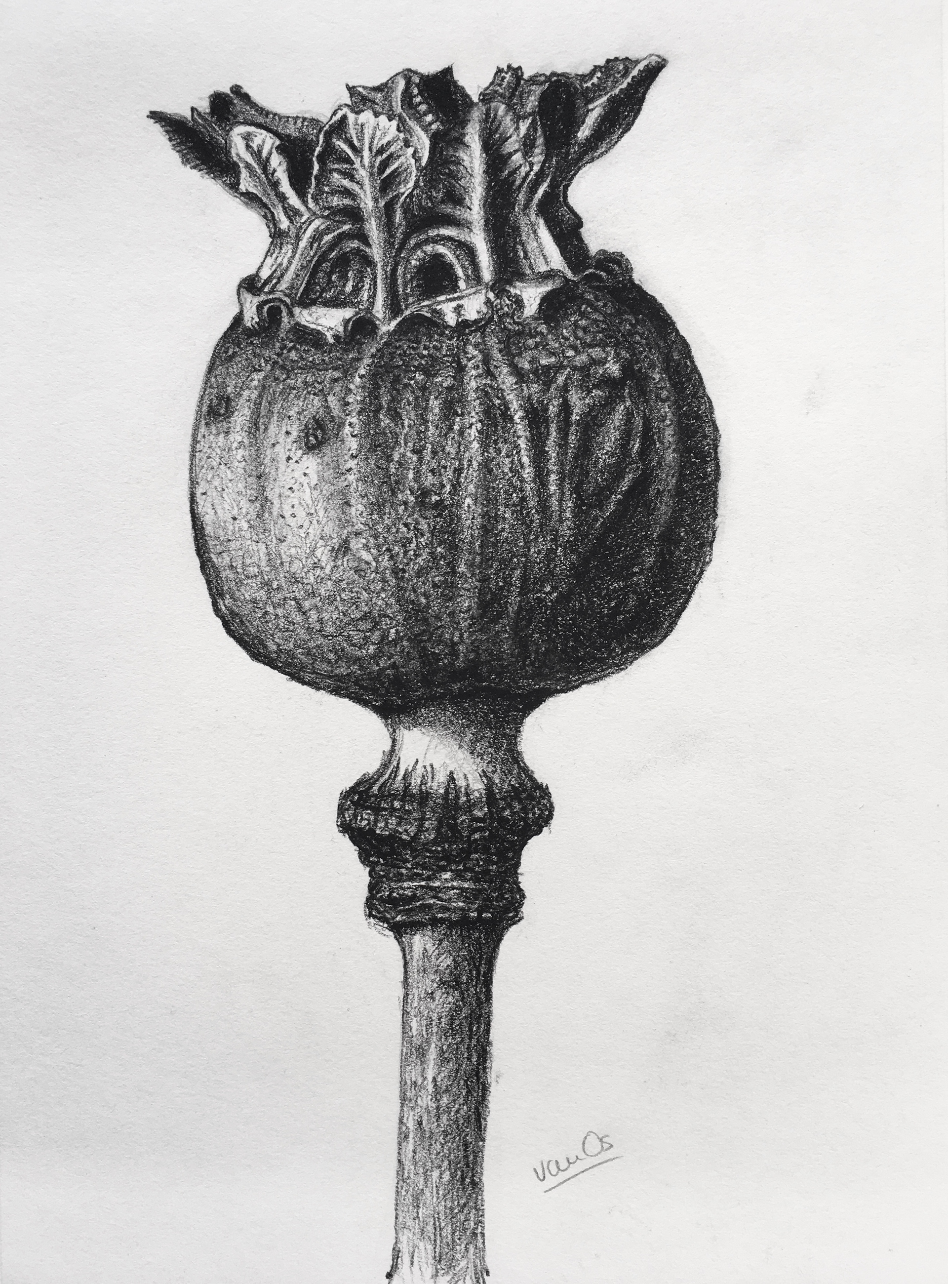 Seedpod 9, 21.0 x 29.7 cm