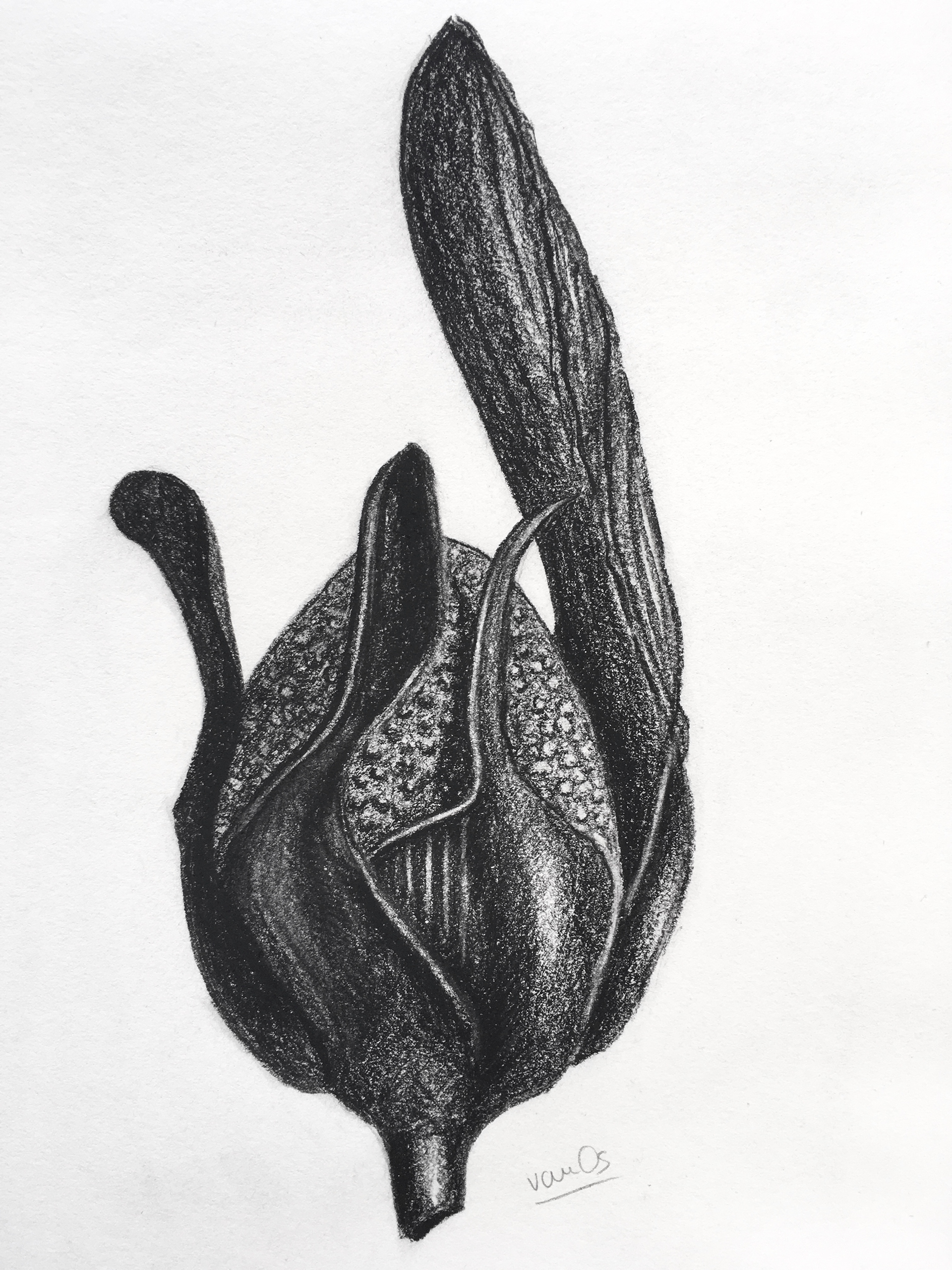 	Seedpod 5, 21.0 x 29.7 cm