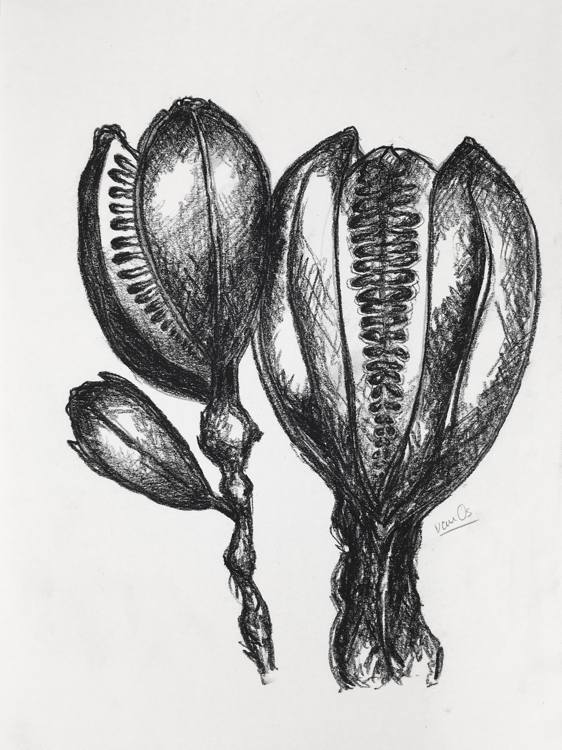 Seedpod 1, 21.0 x 29.7 cm