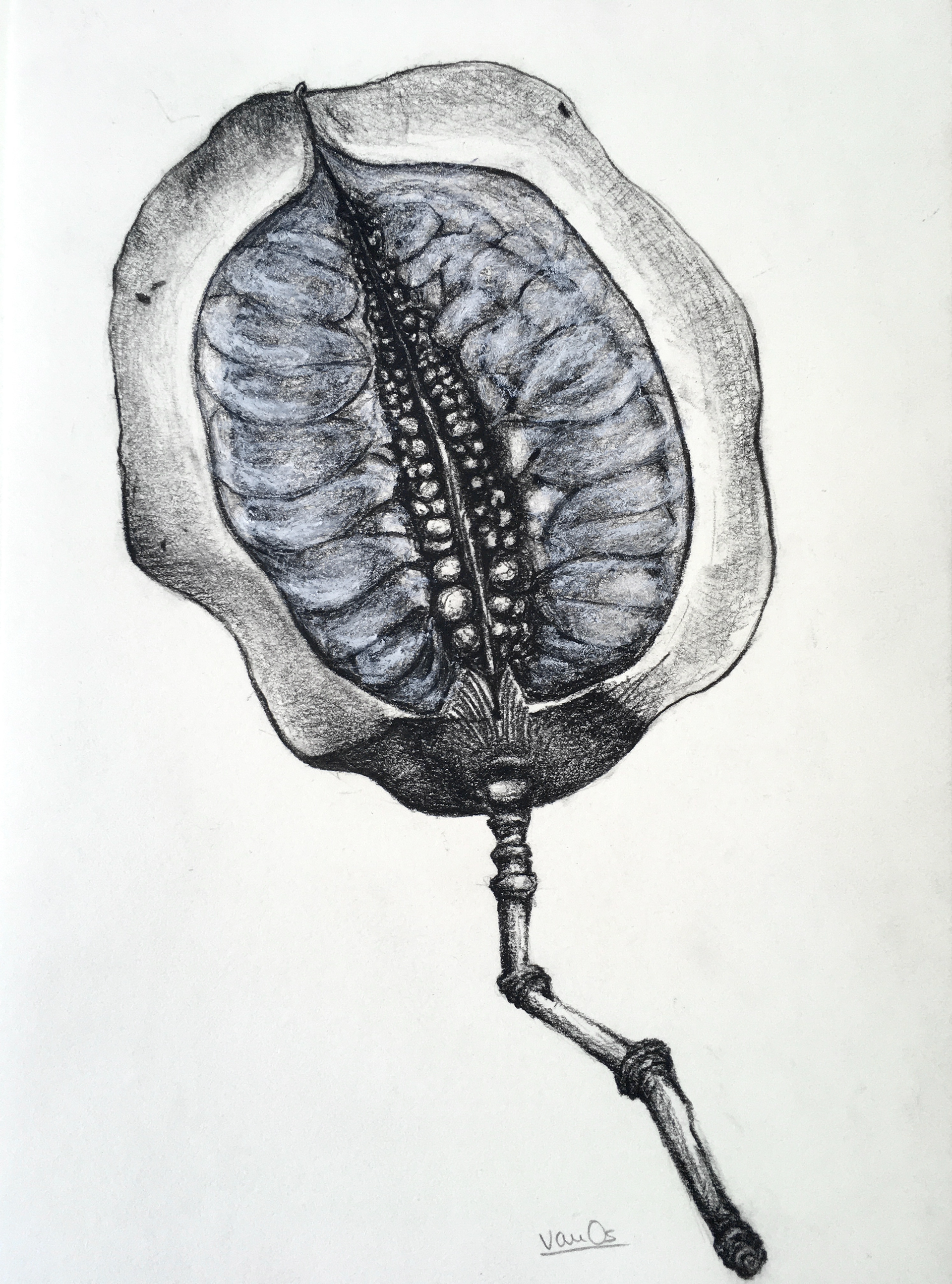 Seedpod 6, 21.0 x 29.7 cm