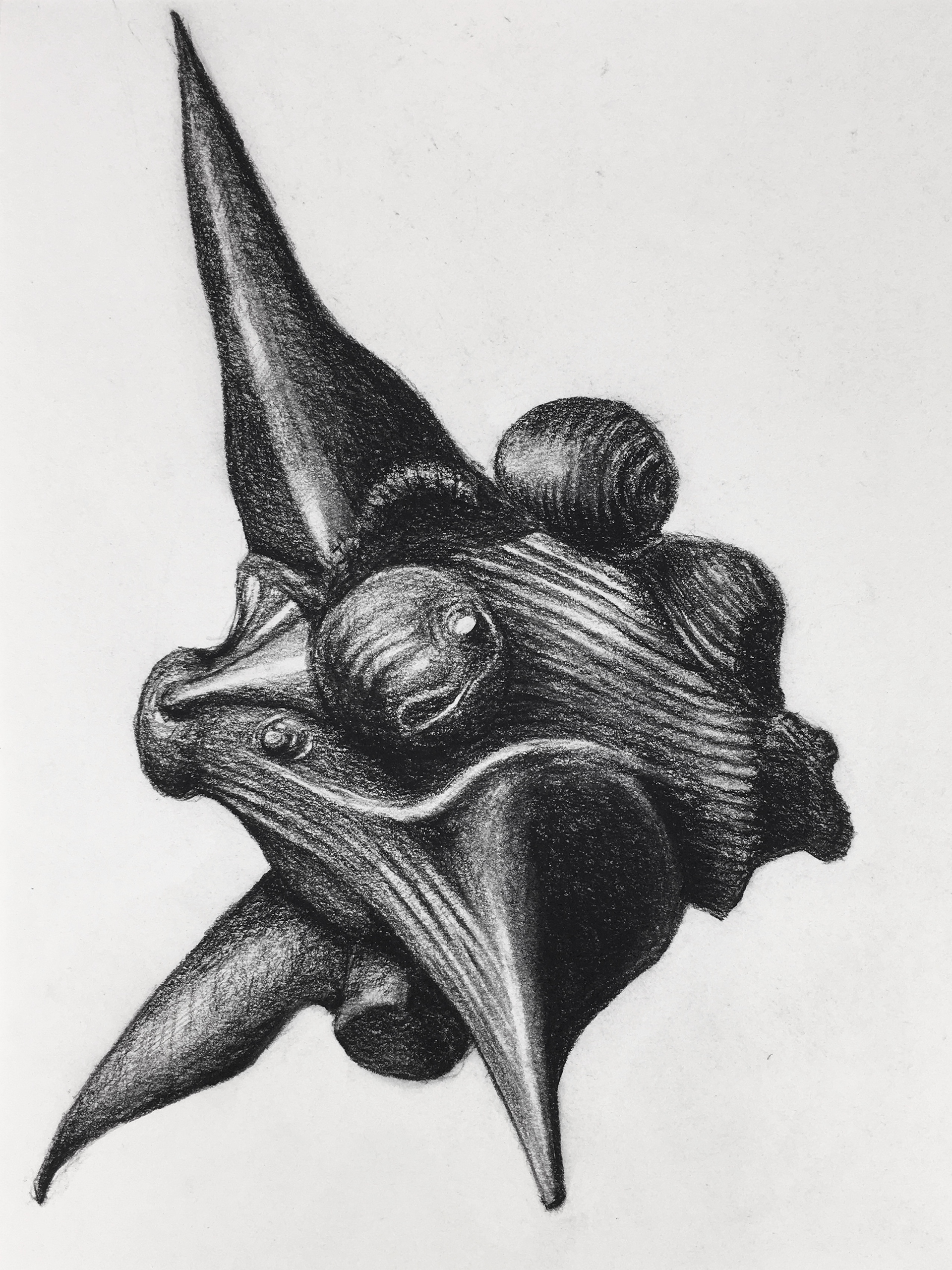 Seedpod 8, 21.0 x 29.7 cm