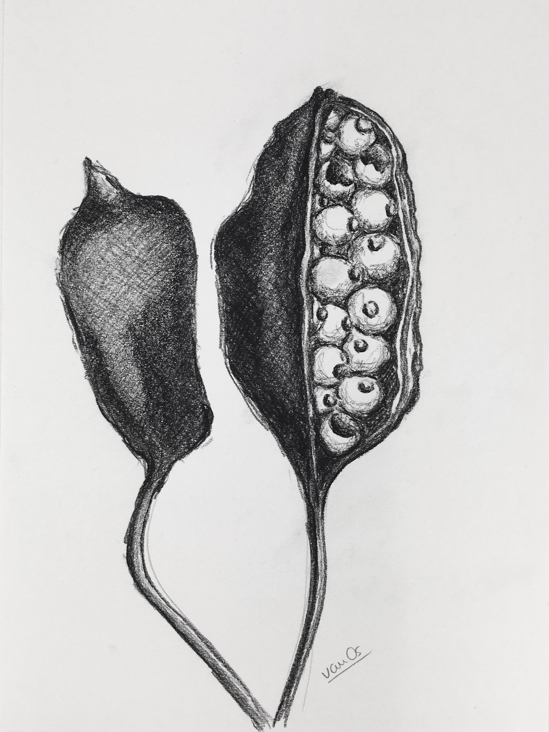 Seedpod 3,  21.0 x 29.7 cm