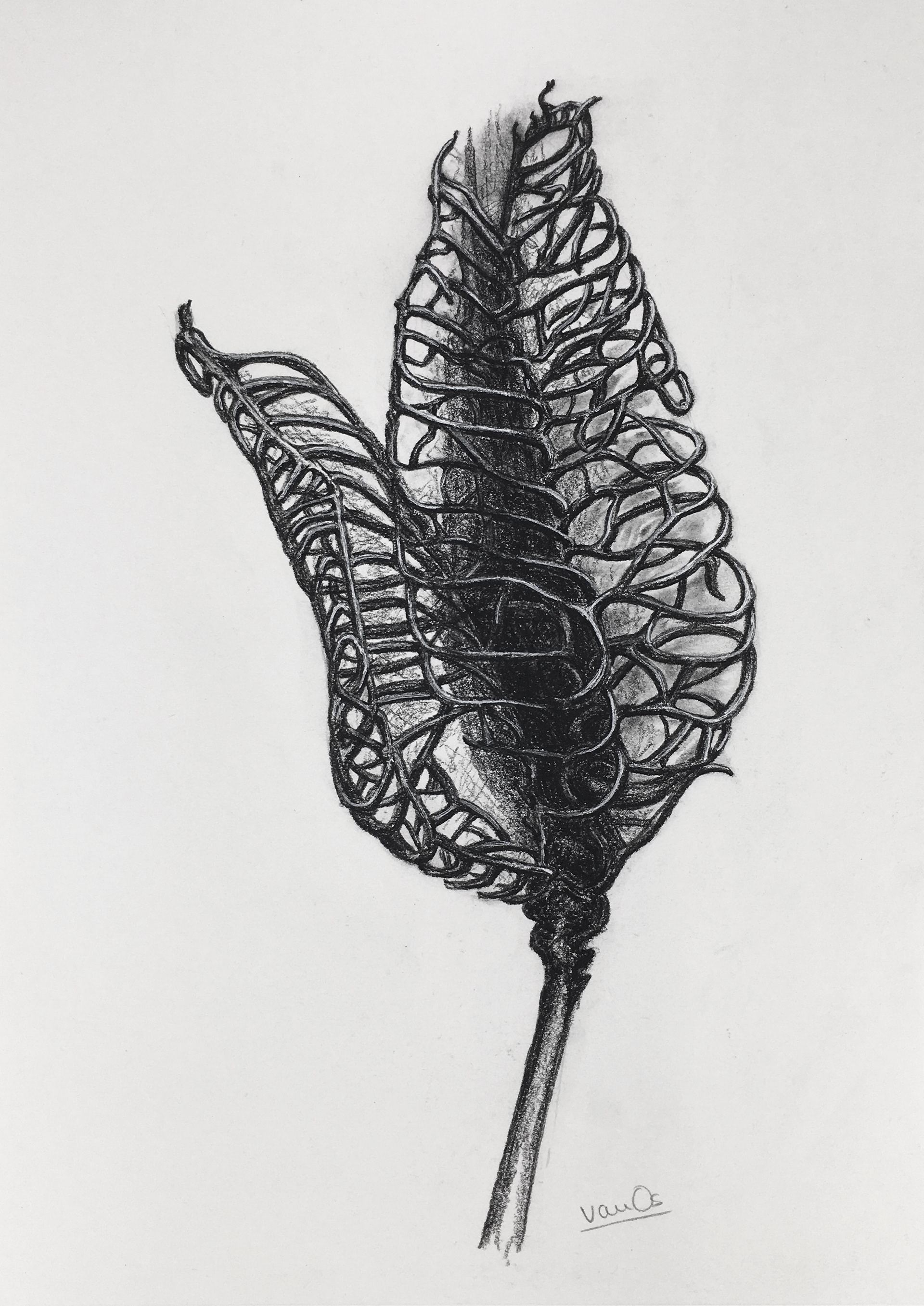 Seedpod 10, 21.0 x 29.7 cm