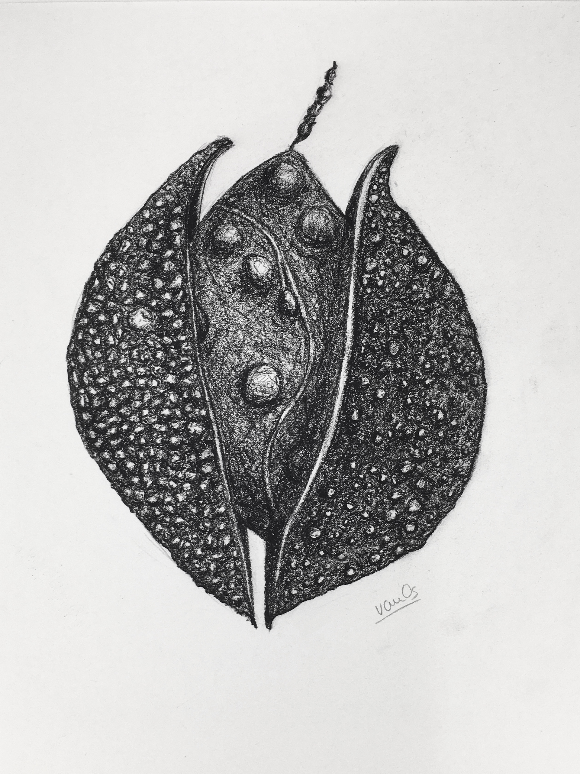 Seedpod 7, 21.0 x 29.7 cm