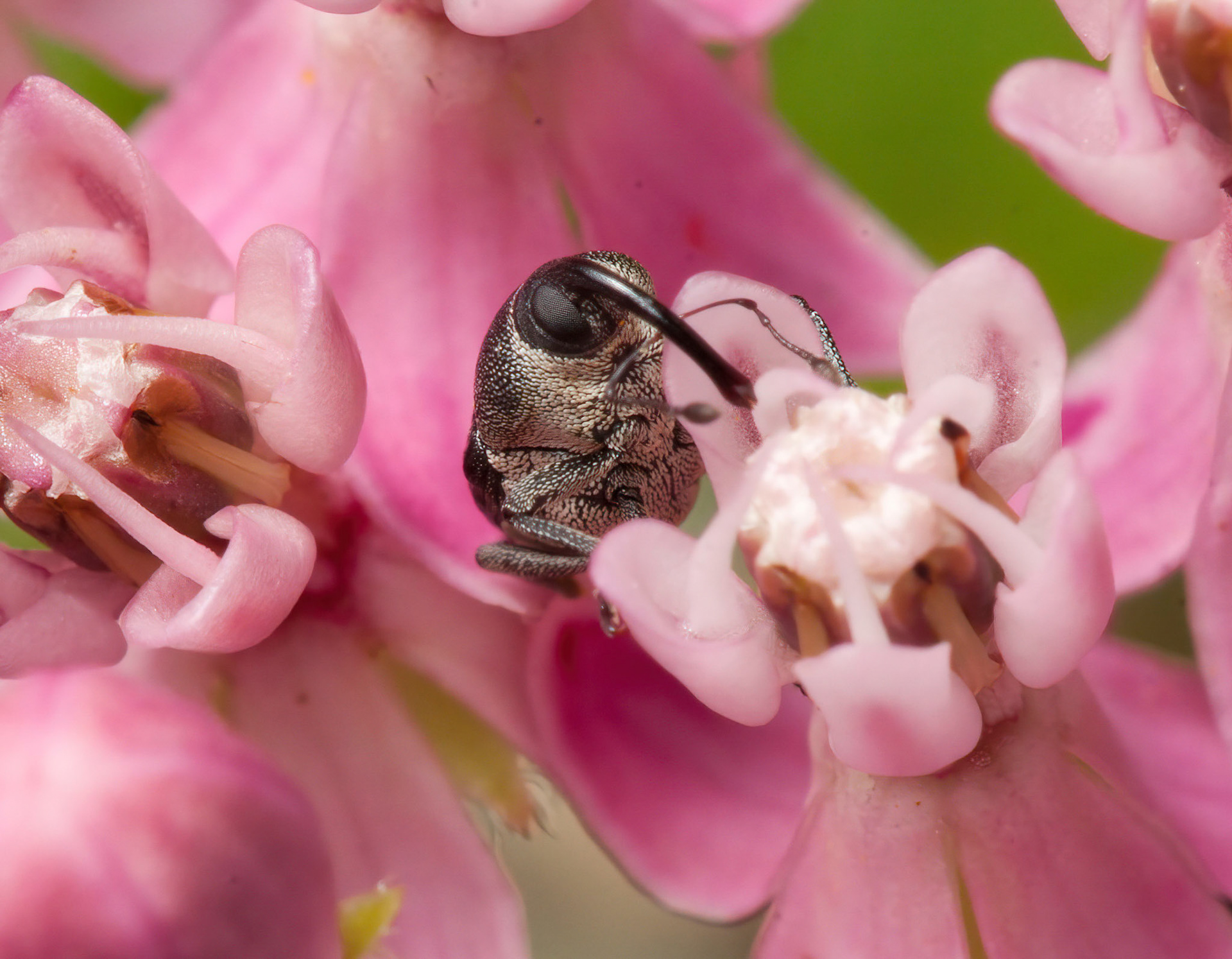 Odontocorynus salebrosus sipping from a flower.