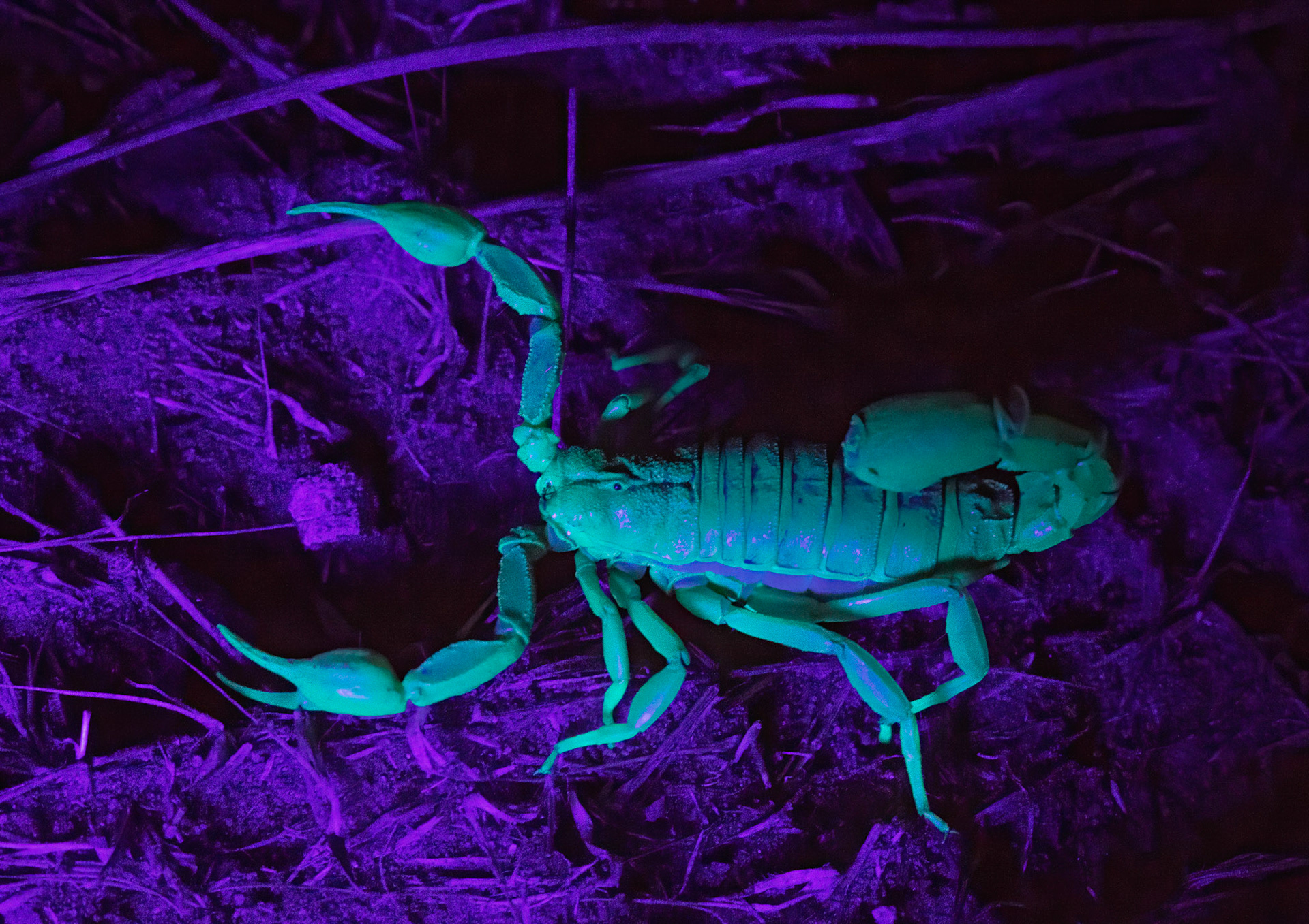 Arizona Stripe Tail under UV light.