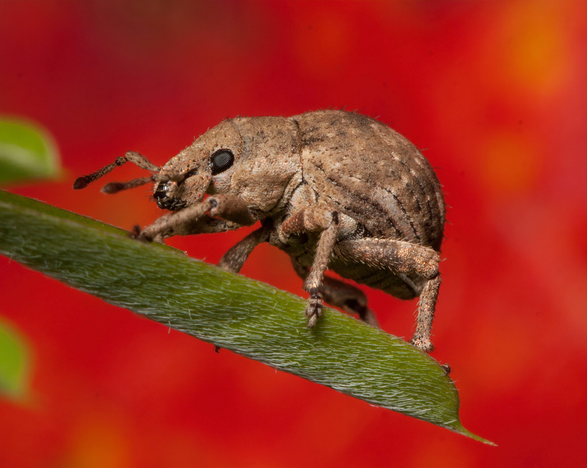 Twobanded japanese weevil.