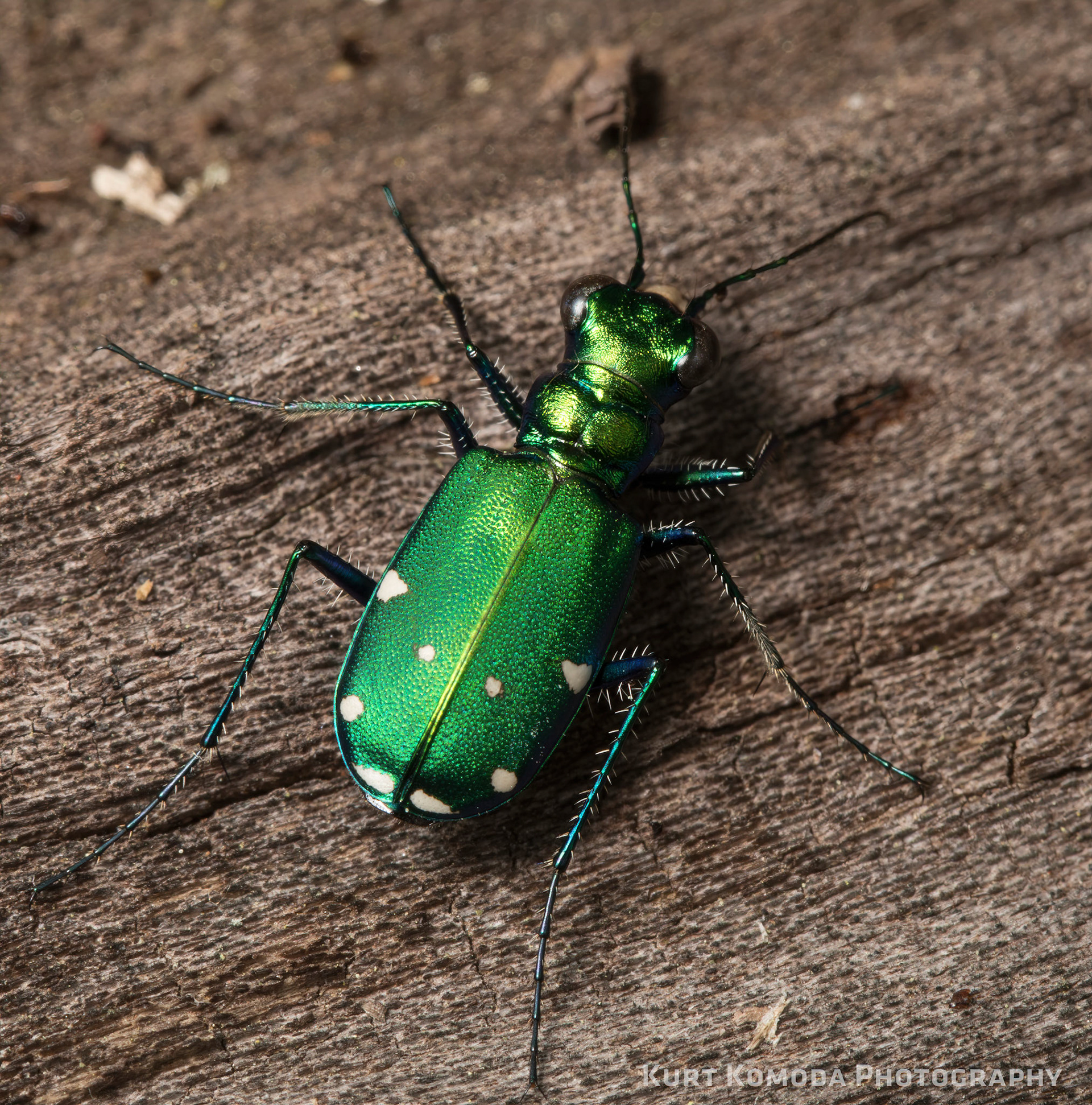 The six-spotted tiger beetle.