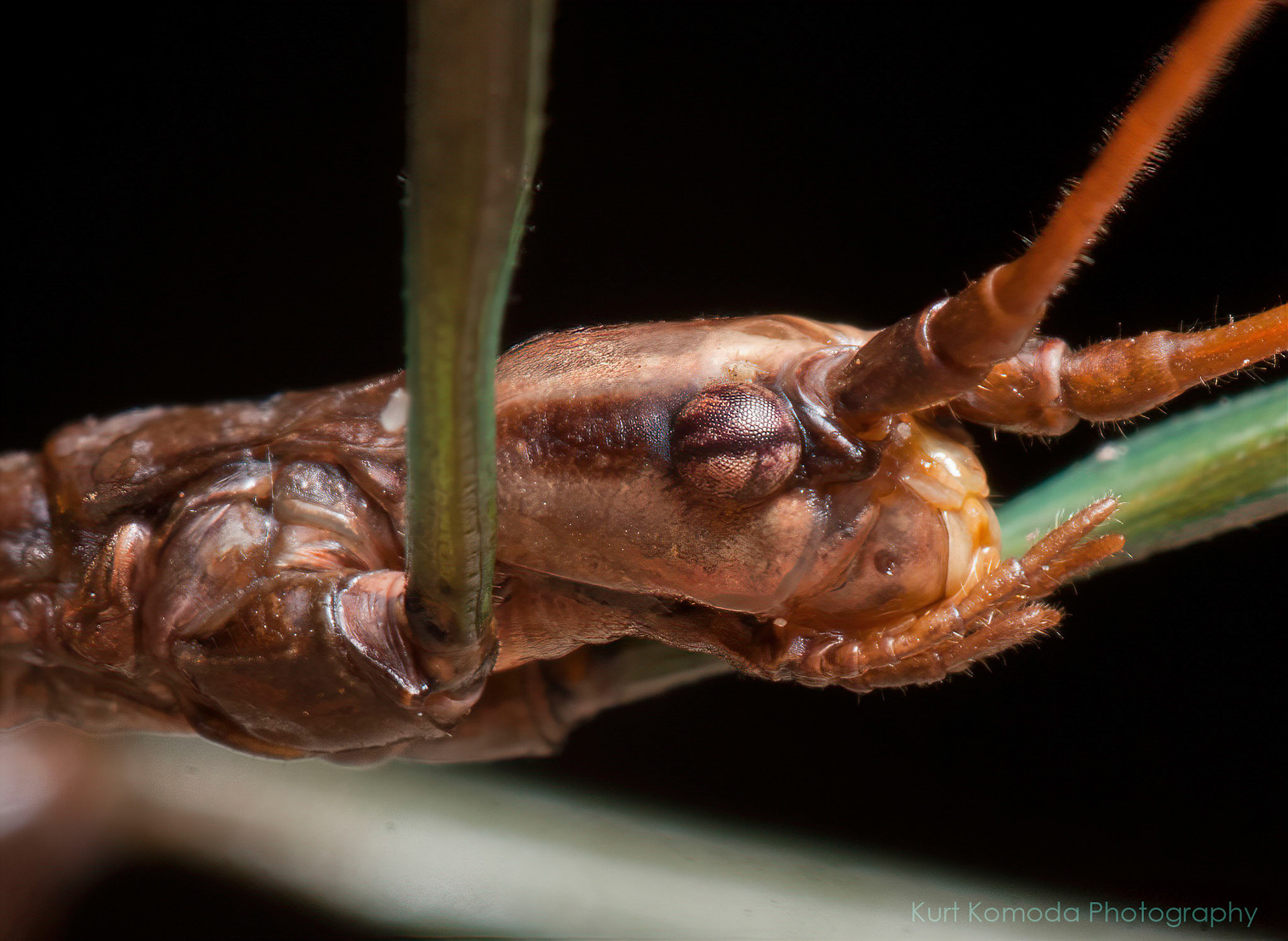 head of the northern walking stick.