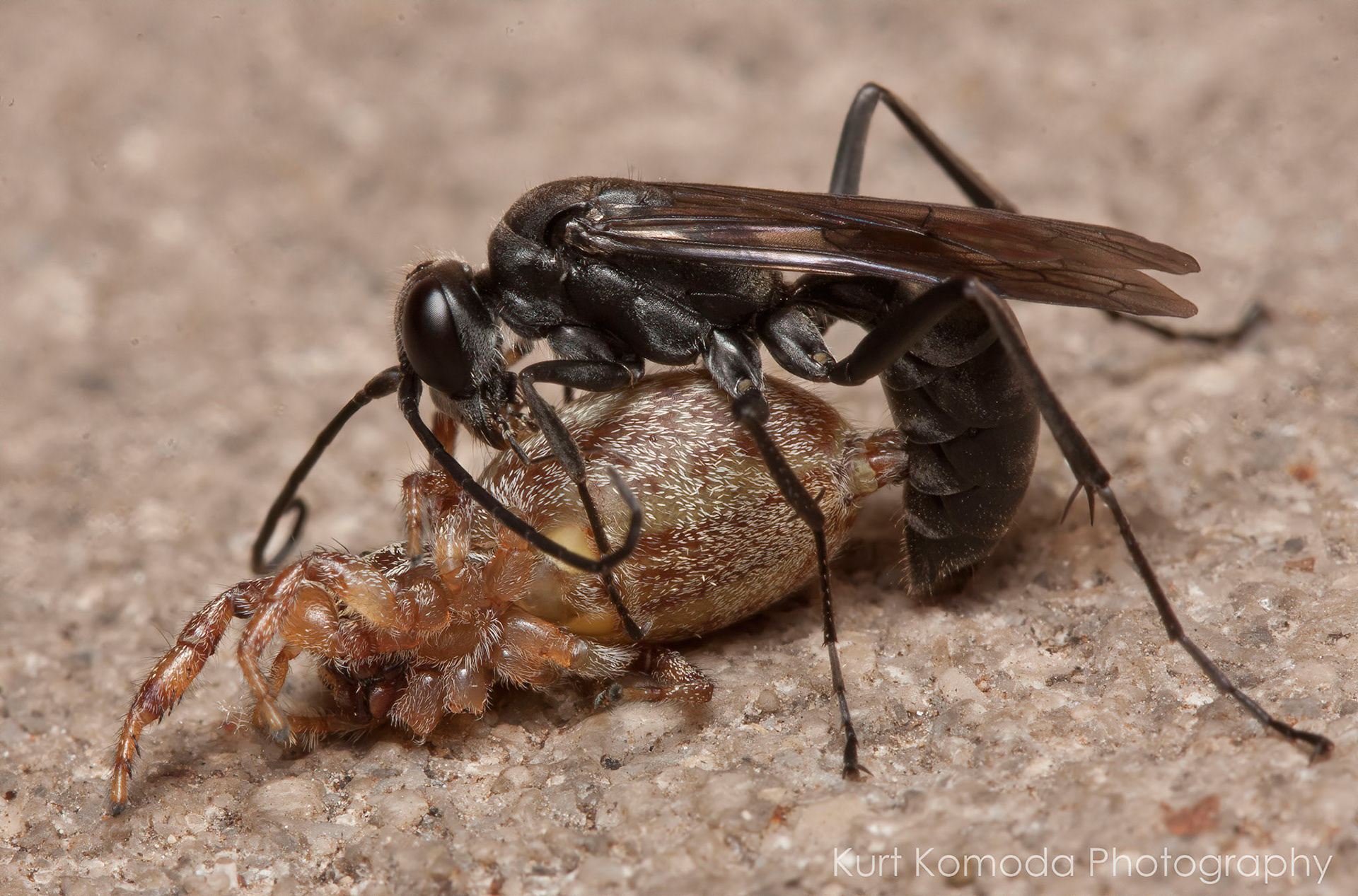 Anoplius nigerrimus paralyzes the future live-in meal for her young.