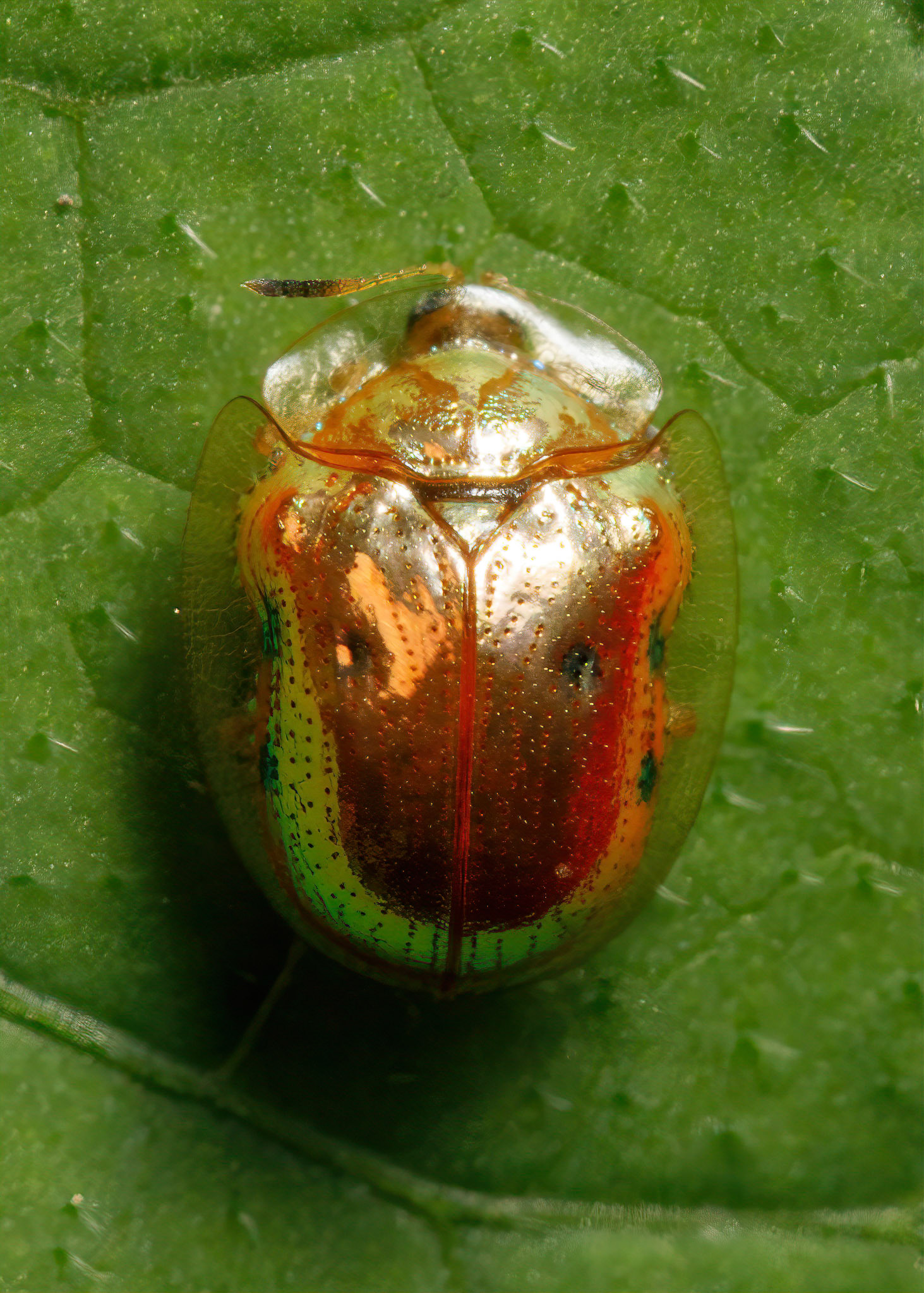 Golden Tortoise Beetle in the backyard.