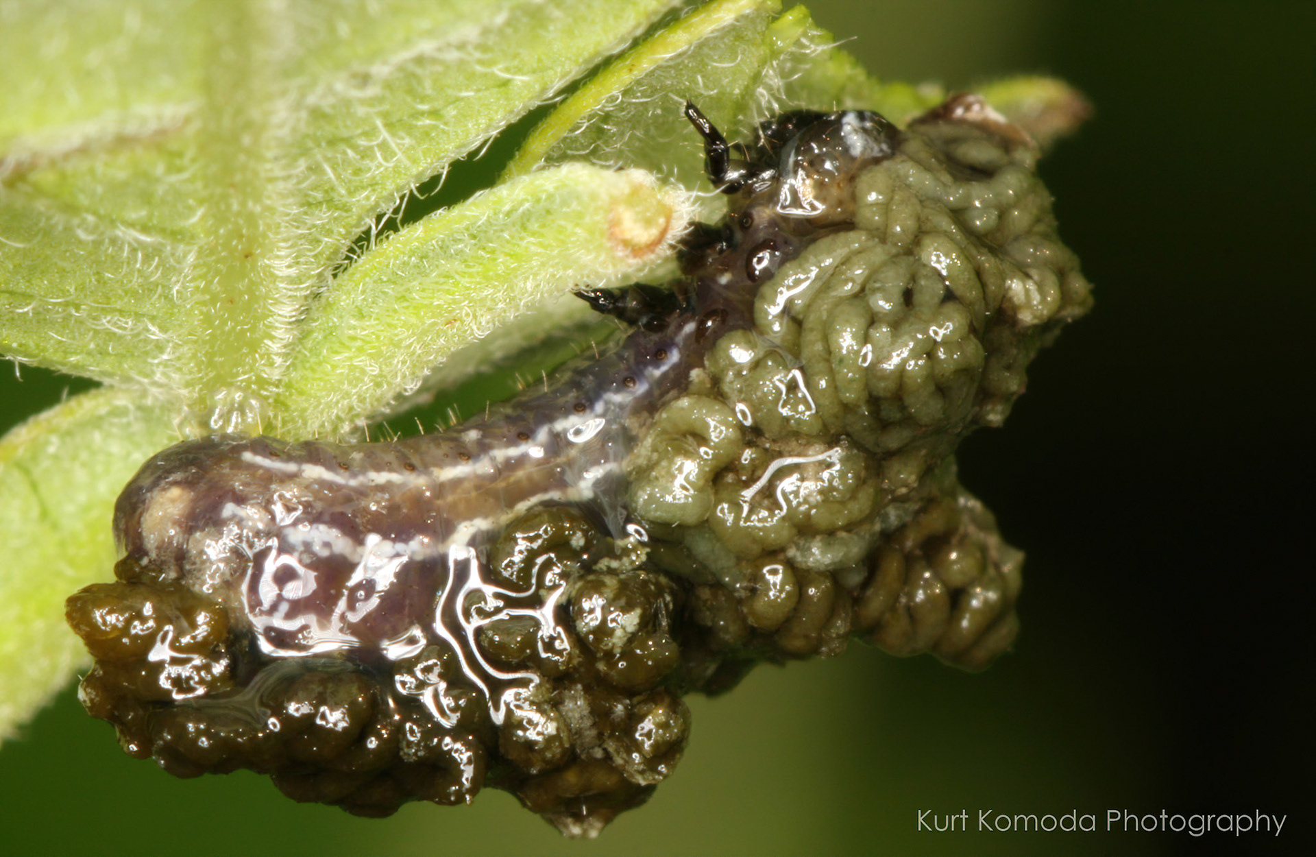 Sumac flea beetle larva covered with its own droppings as a fecal shield against would-be predators.
