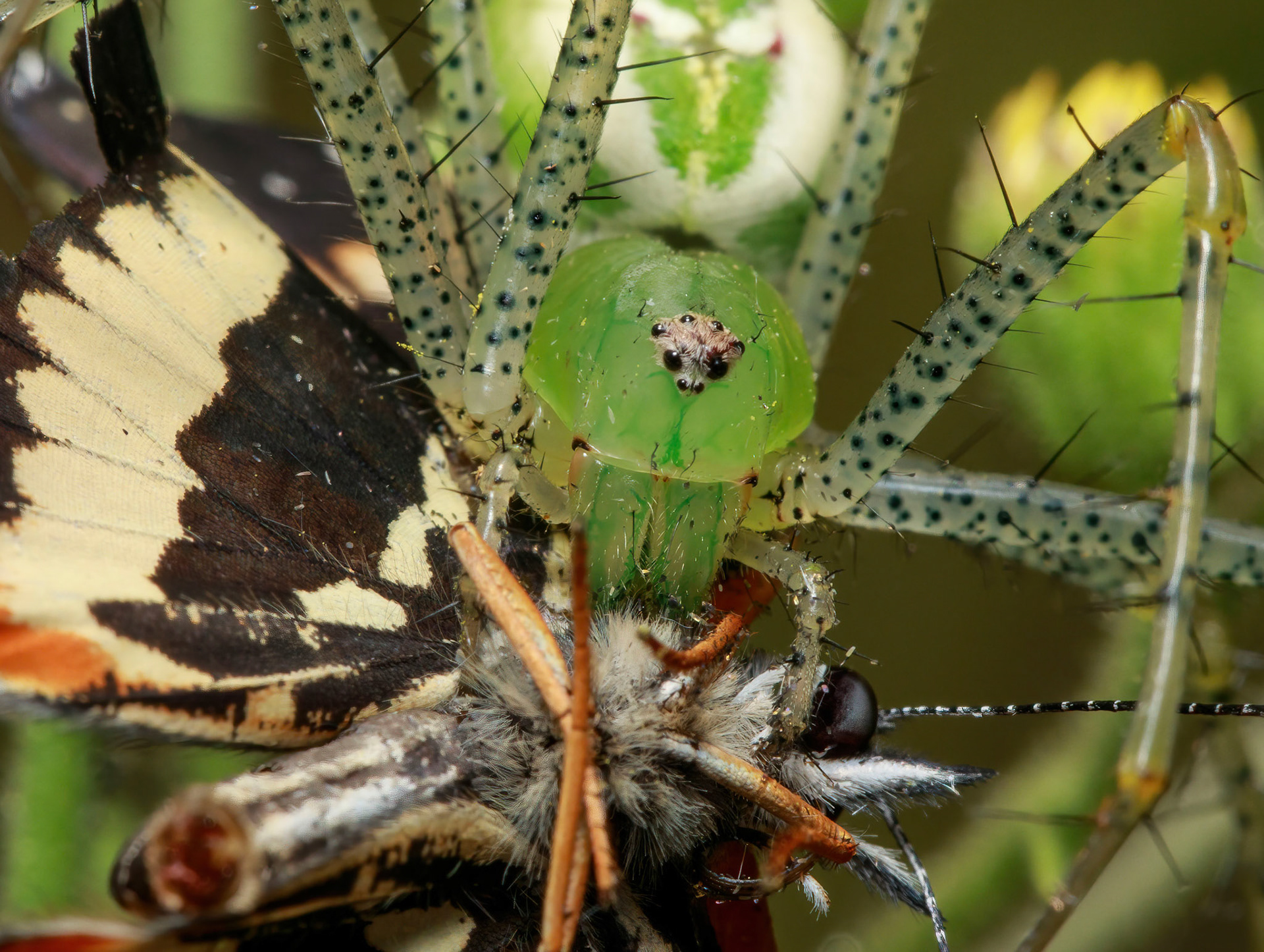 A Green Lynx Spider having a Bordered Patch butterfly over for lunch.