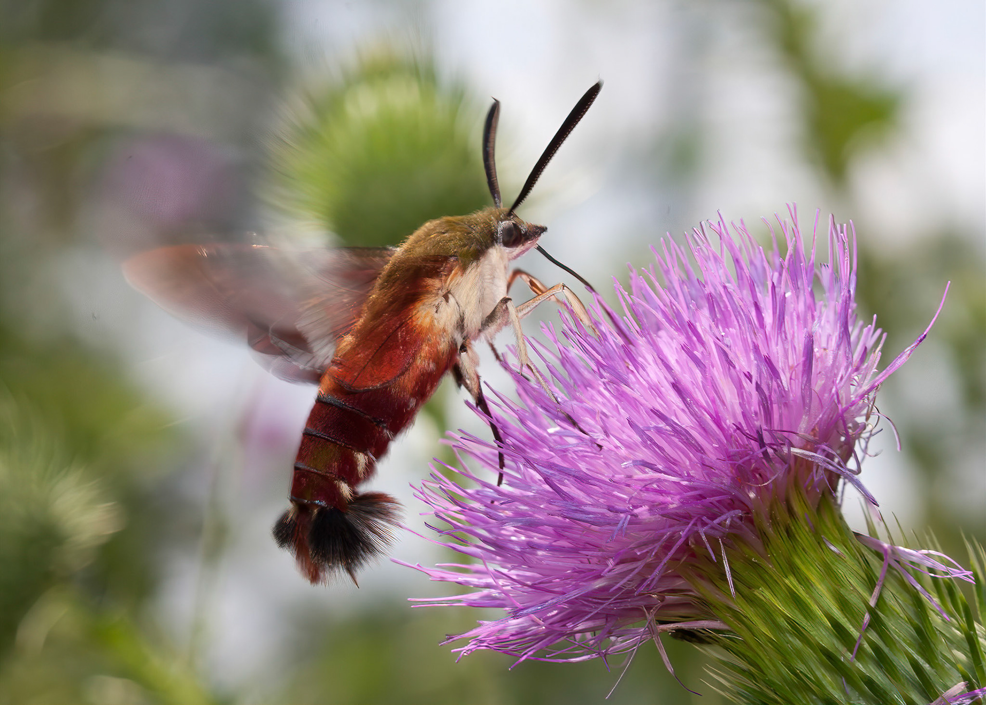 A hummingbird clearwing moth.