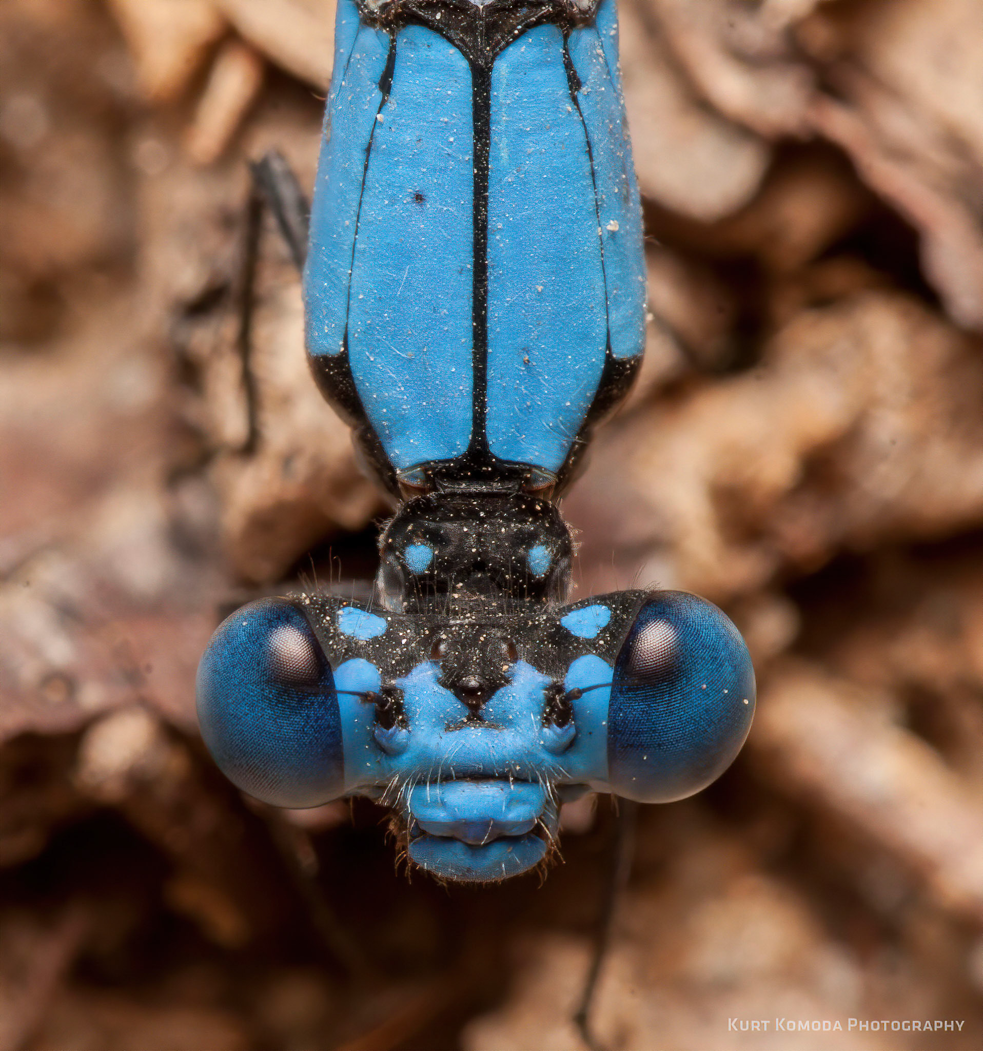 A blue-fronted dancer, a species of Damselfly.