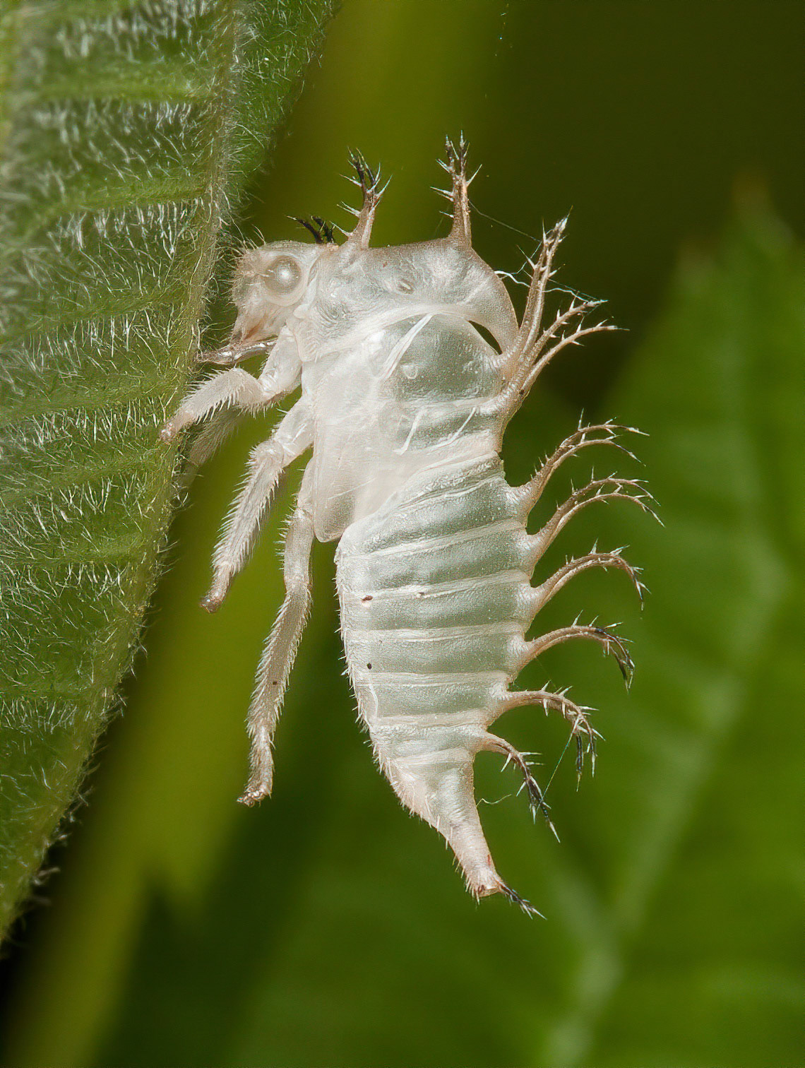 Treehopper nymph exuvia. Possibly Ceresa borealis.
