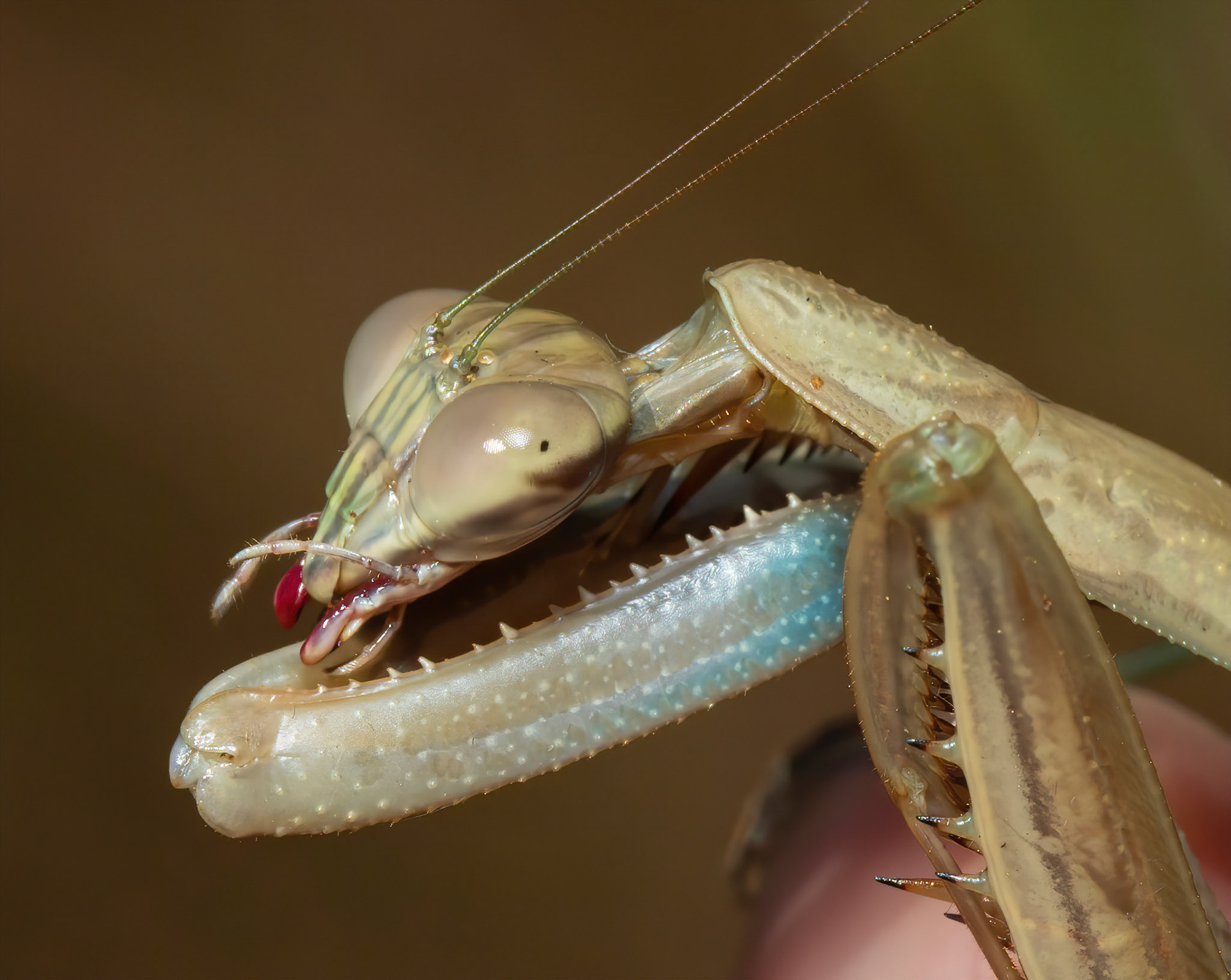 European Mantis cleaning after a meal.