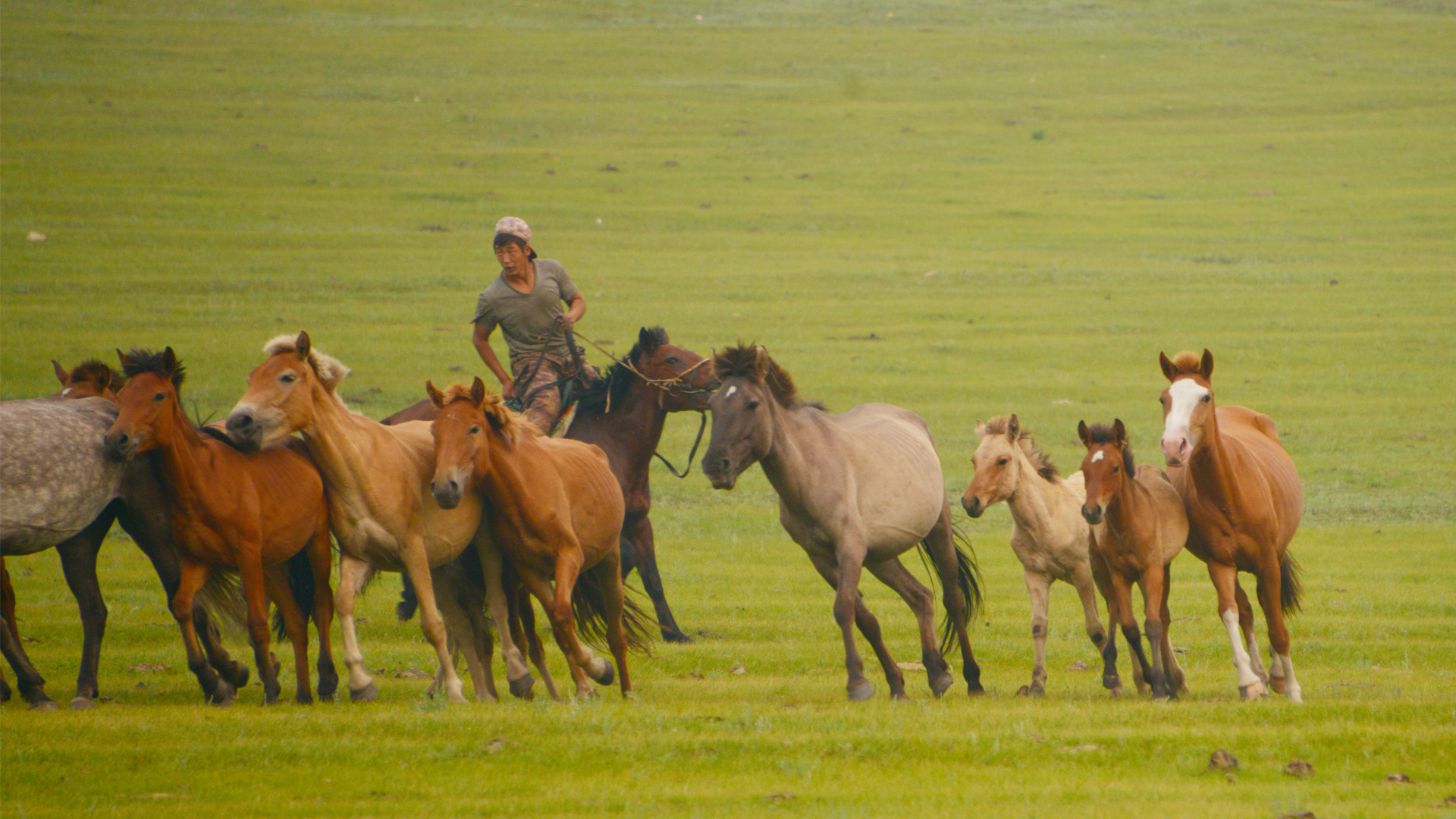 Mongolian summer 2019