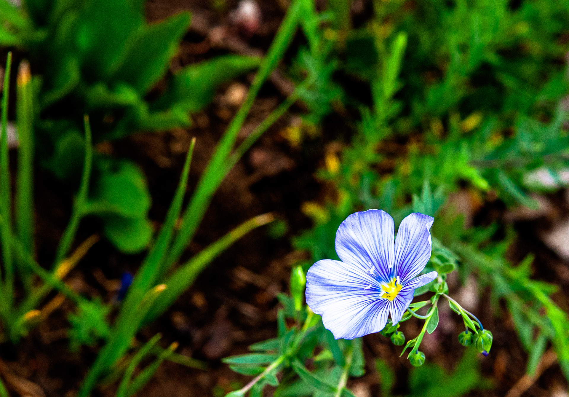 Wild Blue Flax