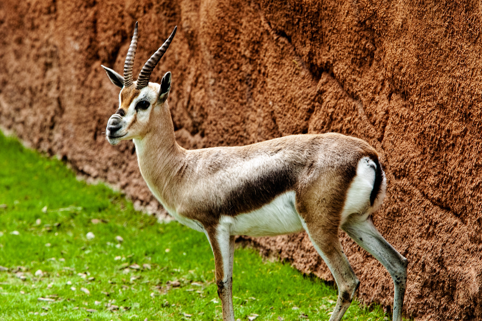 Speke's Gazelle