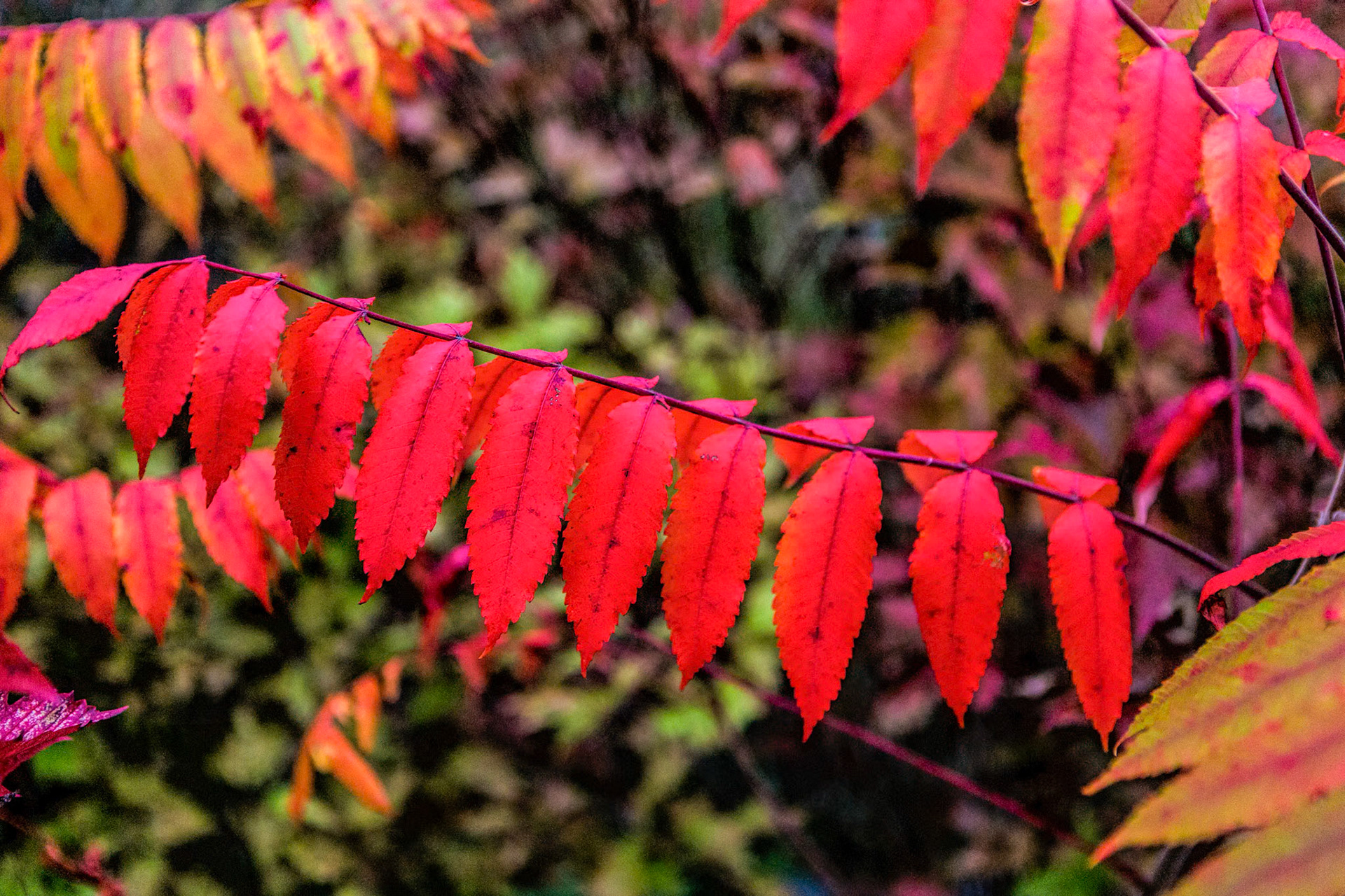 Meijer Gardens - Grand Rapids