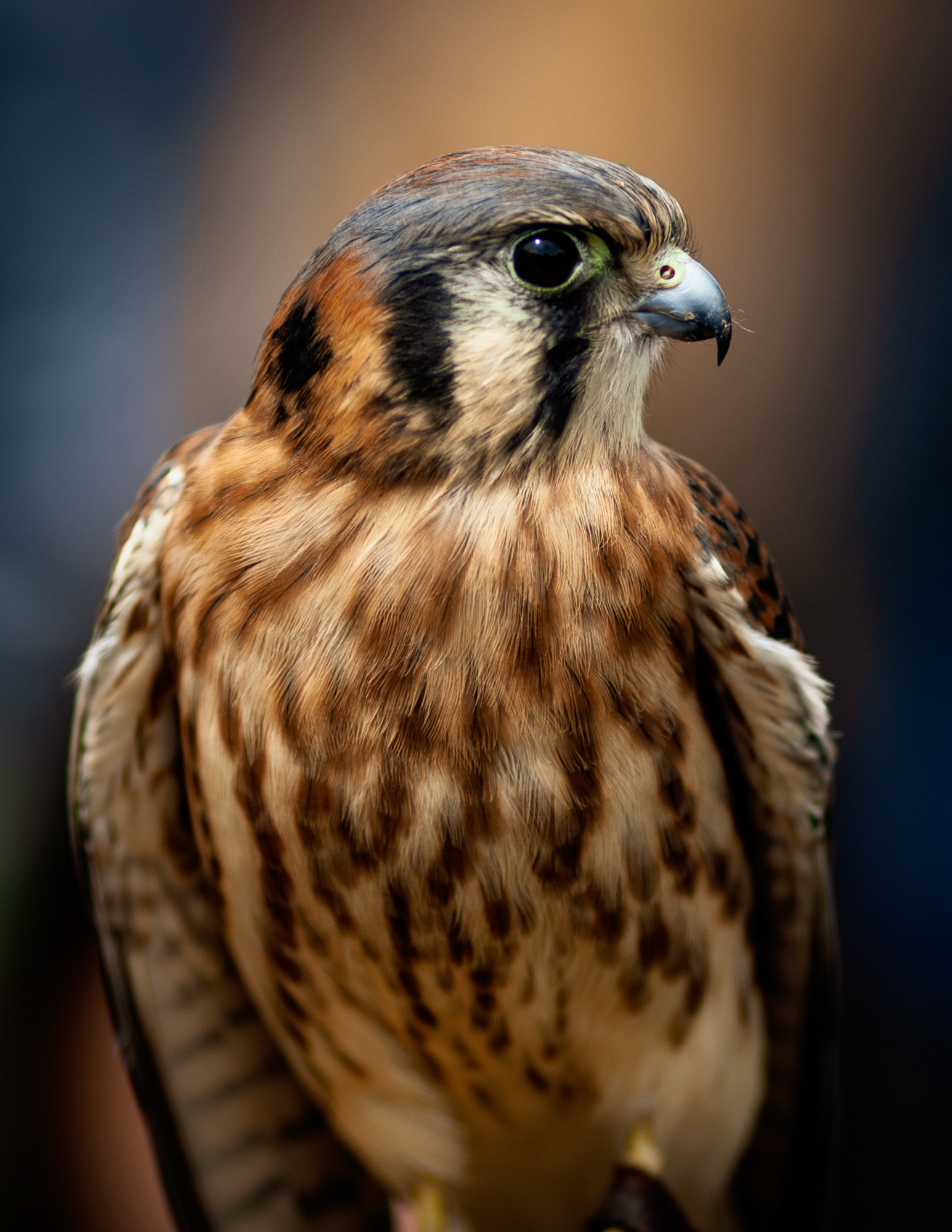 Kestrel