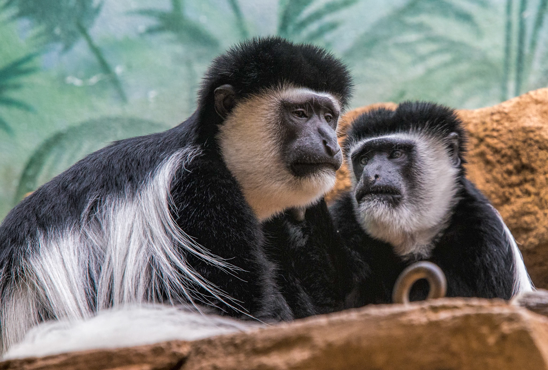 St. Louis Zoo