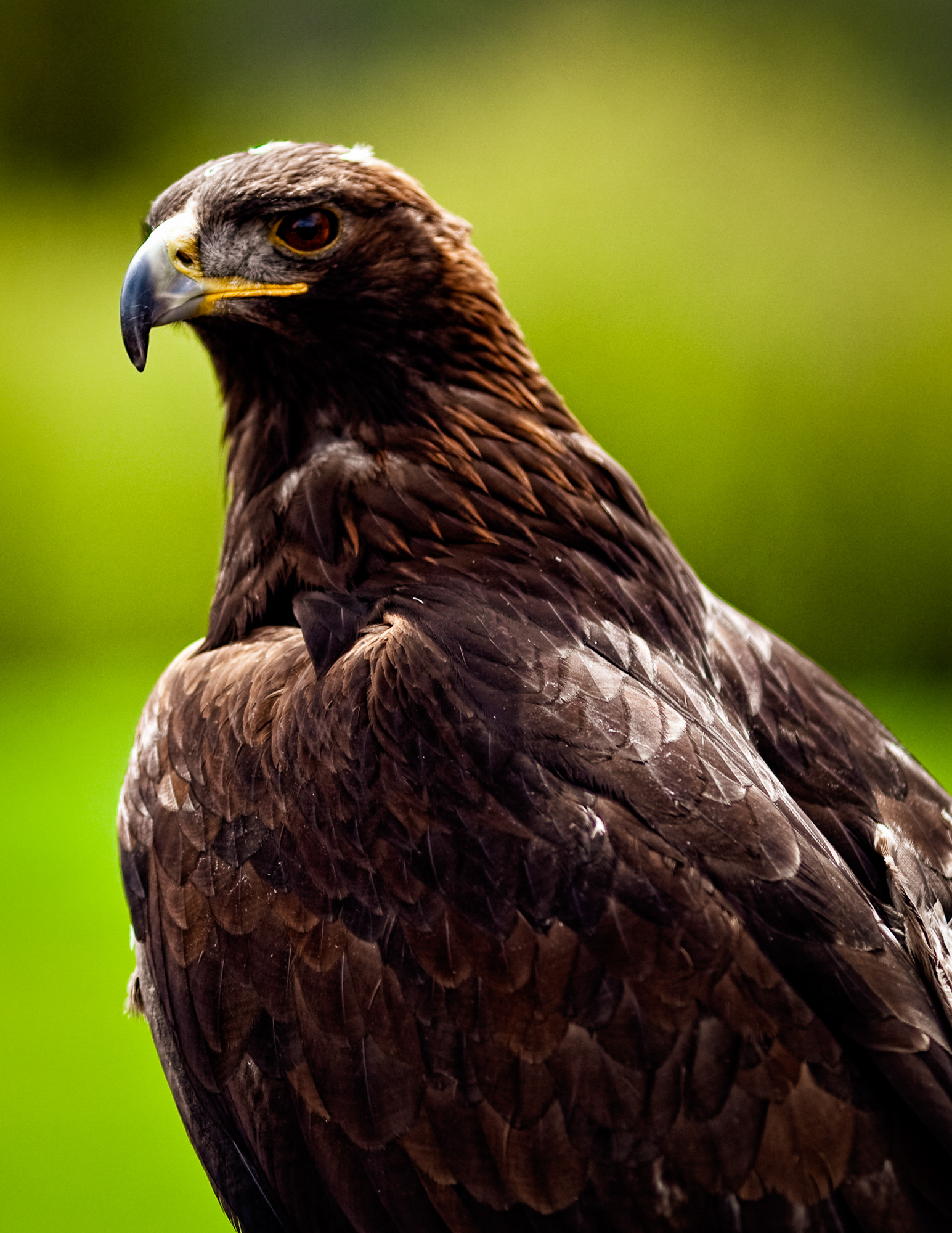 Golden Eagle