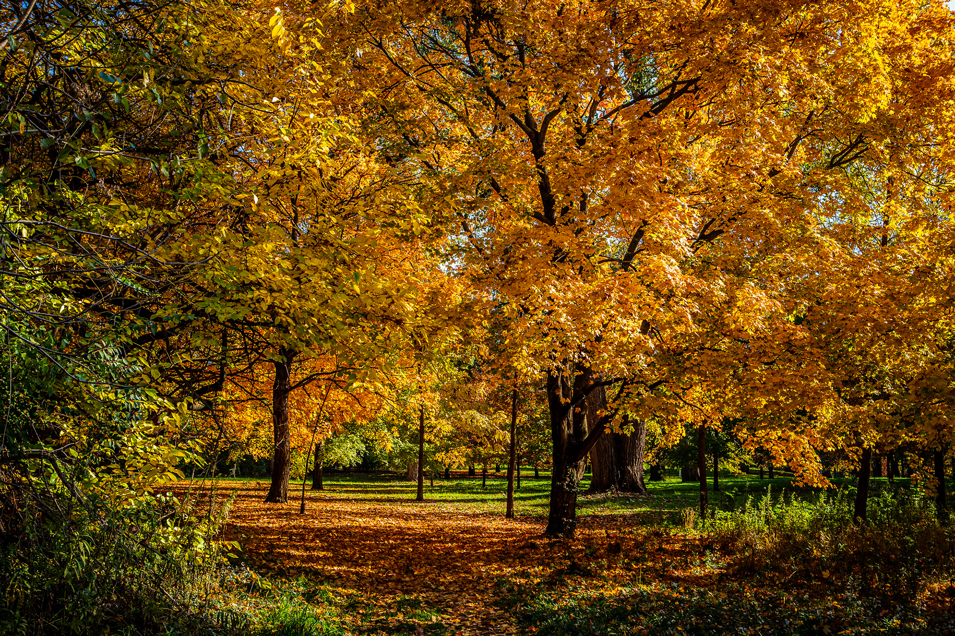 Forest Park