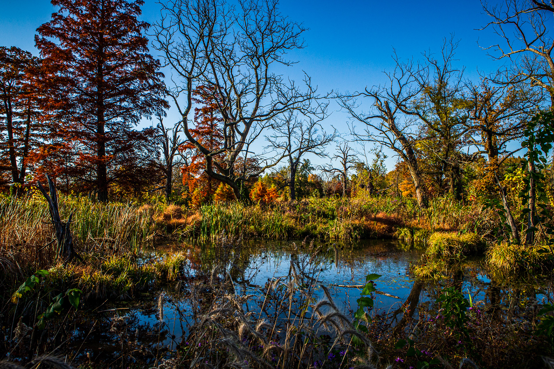 Forest Park