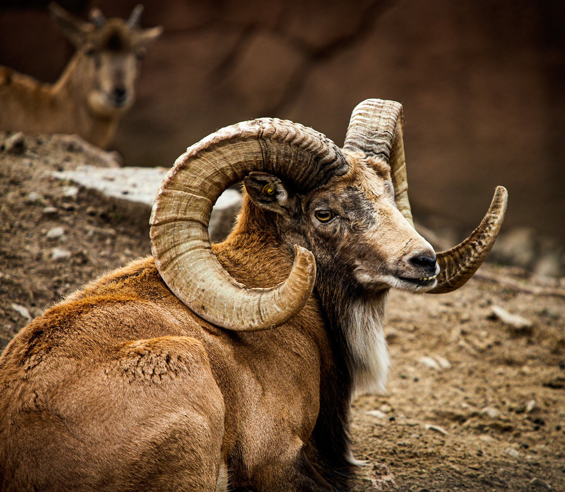 Transcaspian Urial - St. Louis Zoo