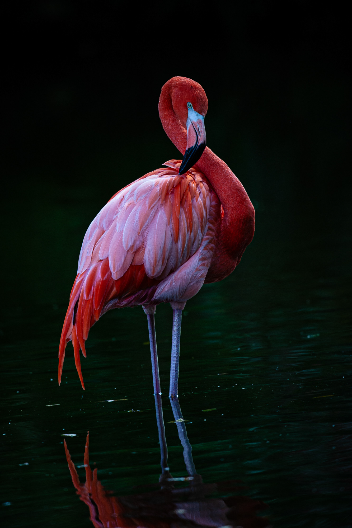 Flamingo