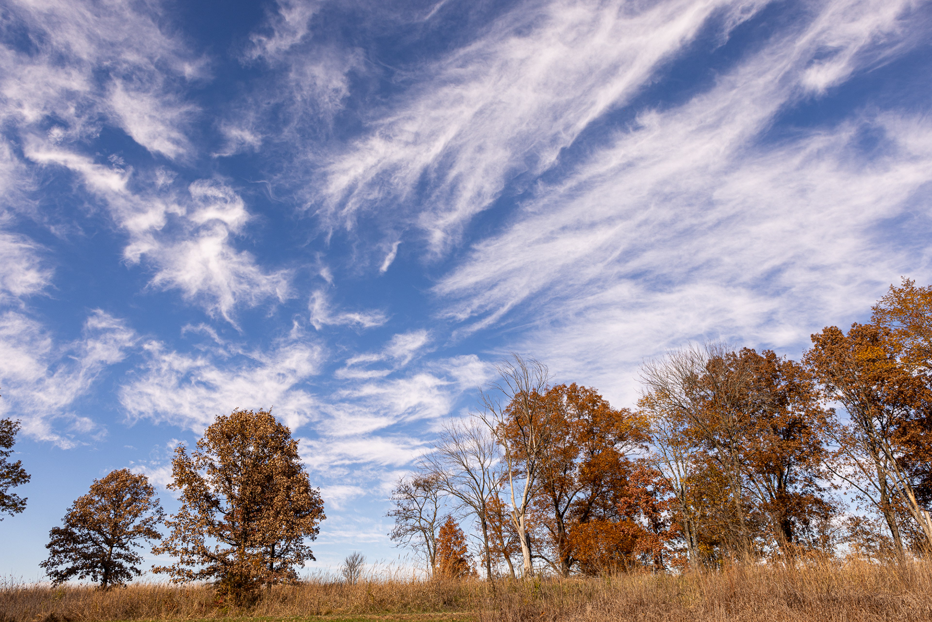 Shaw Nature Preserve