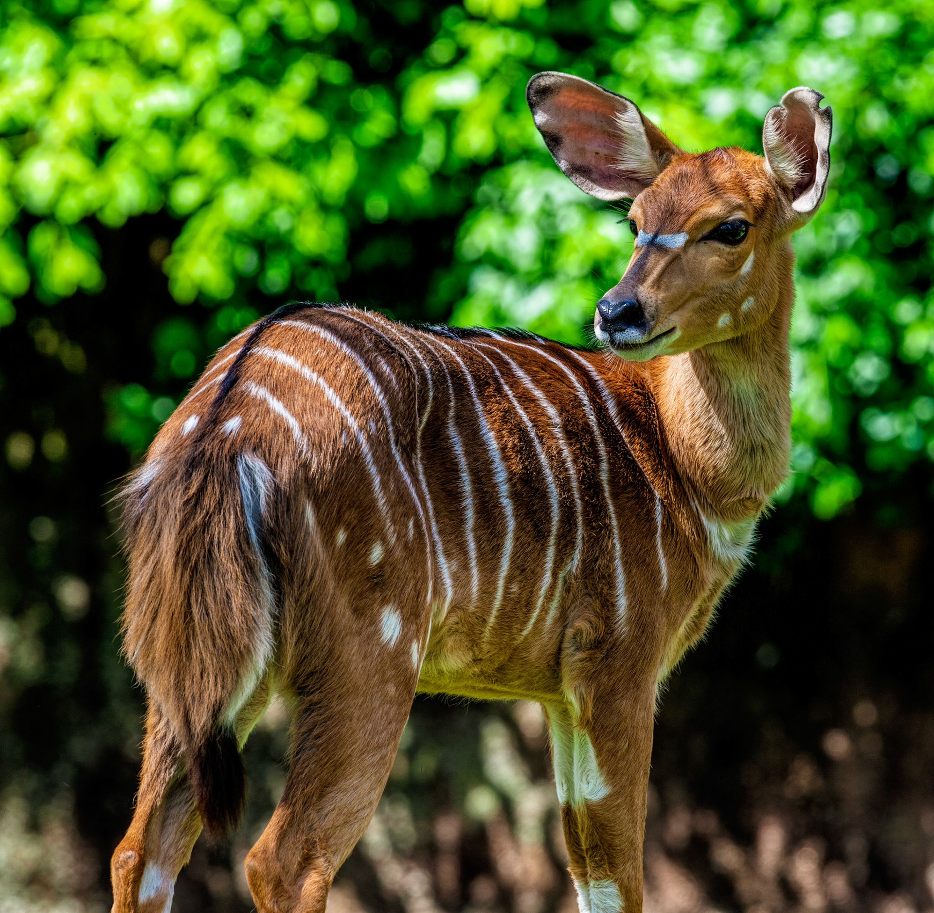 Lessor Kudu