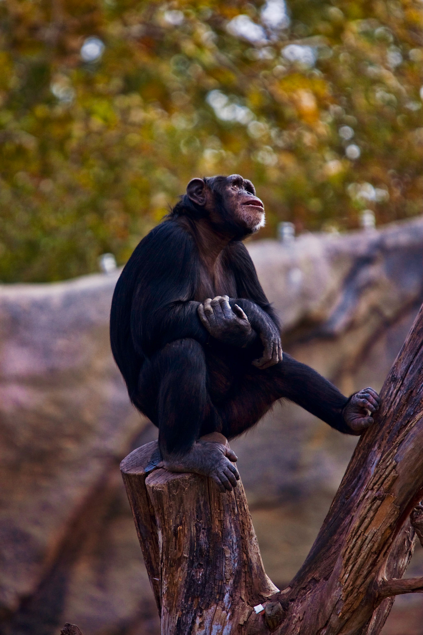 Chimpanzee - St. Louis Zoo
