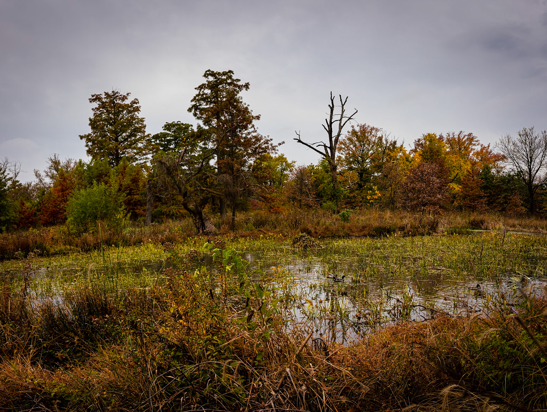 Forest Park