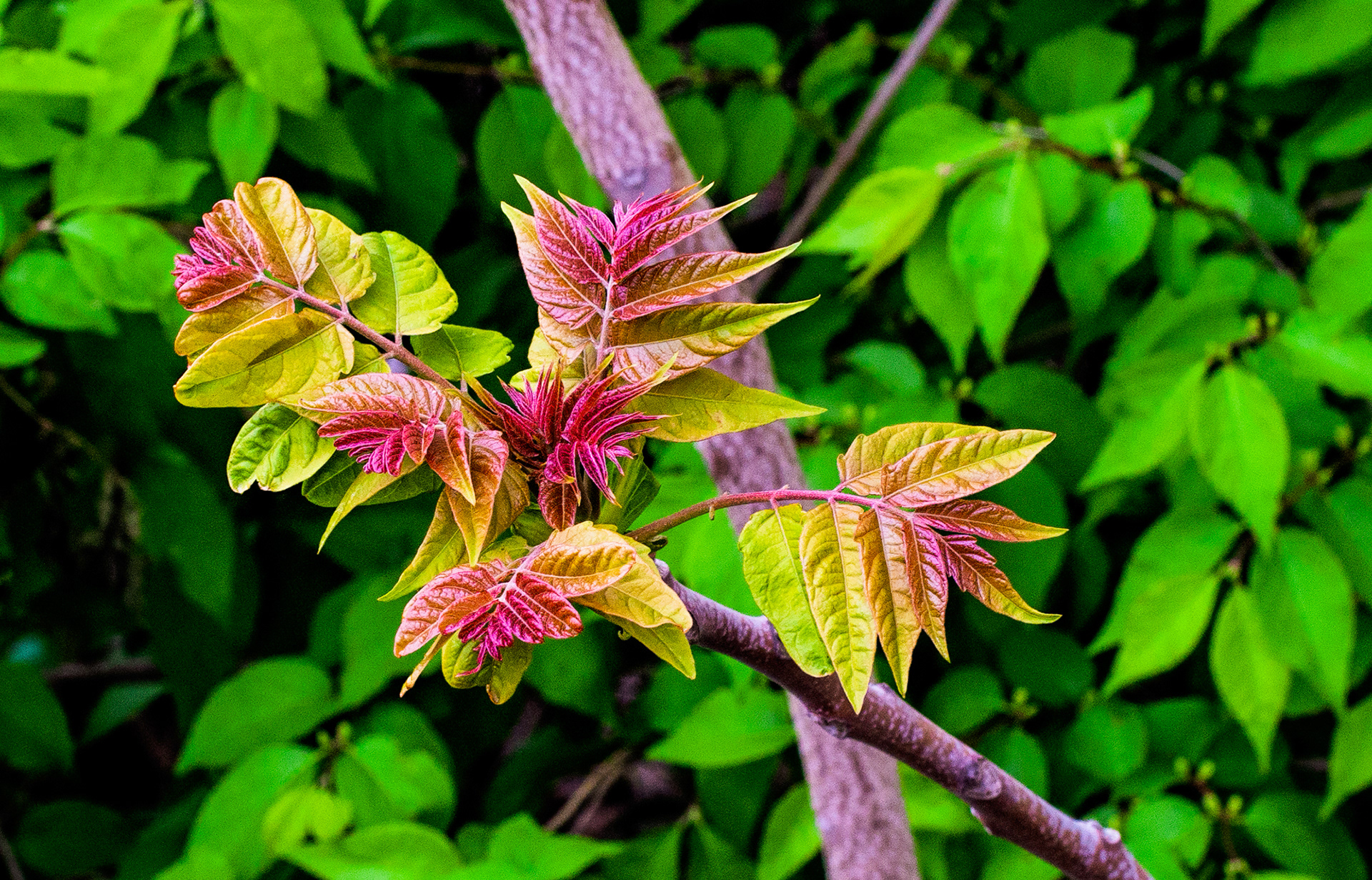 Spring Leaves