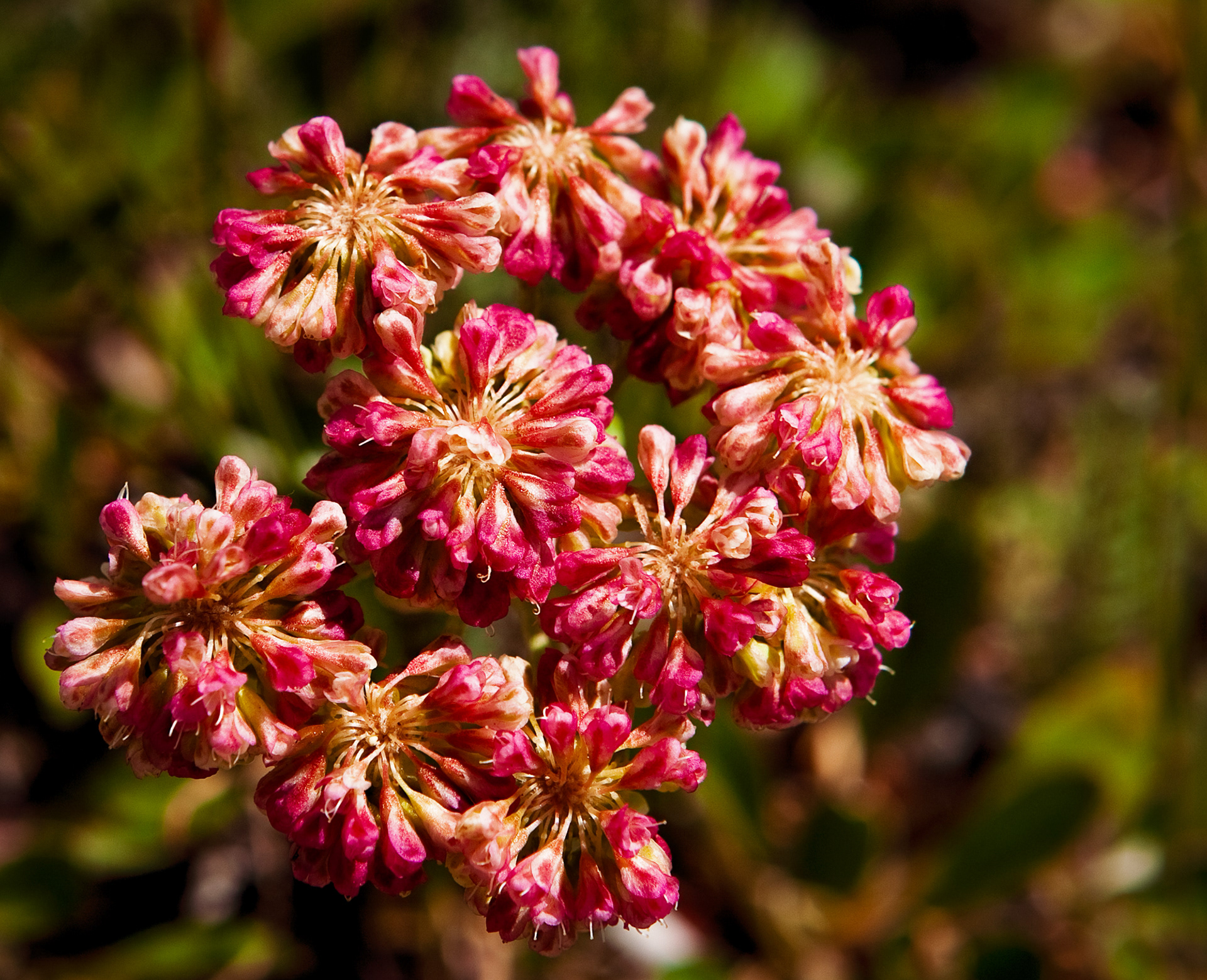 Buckwheat