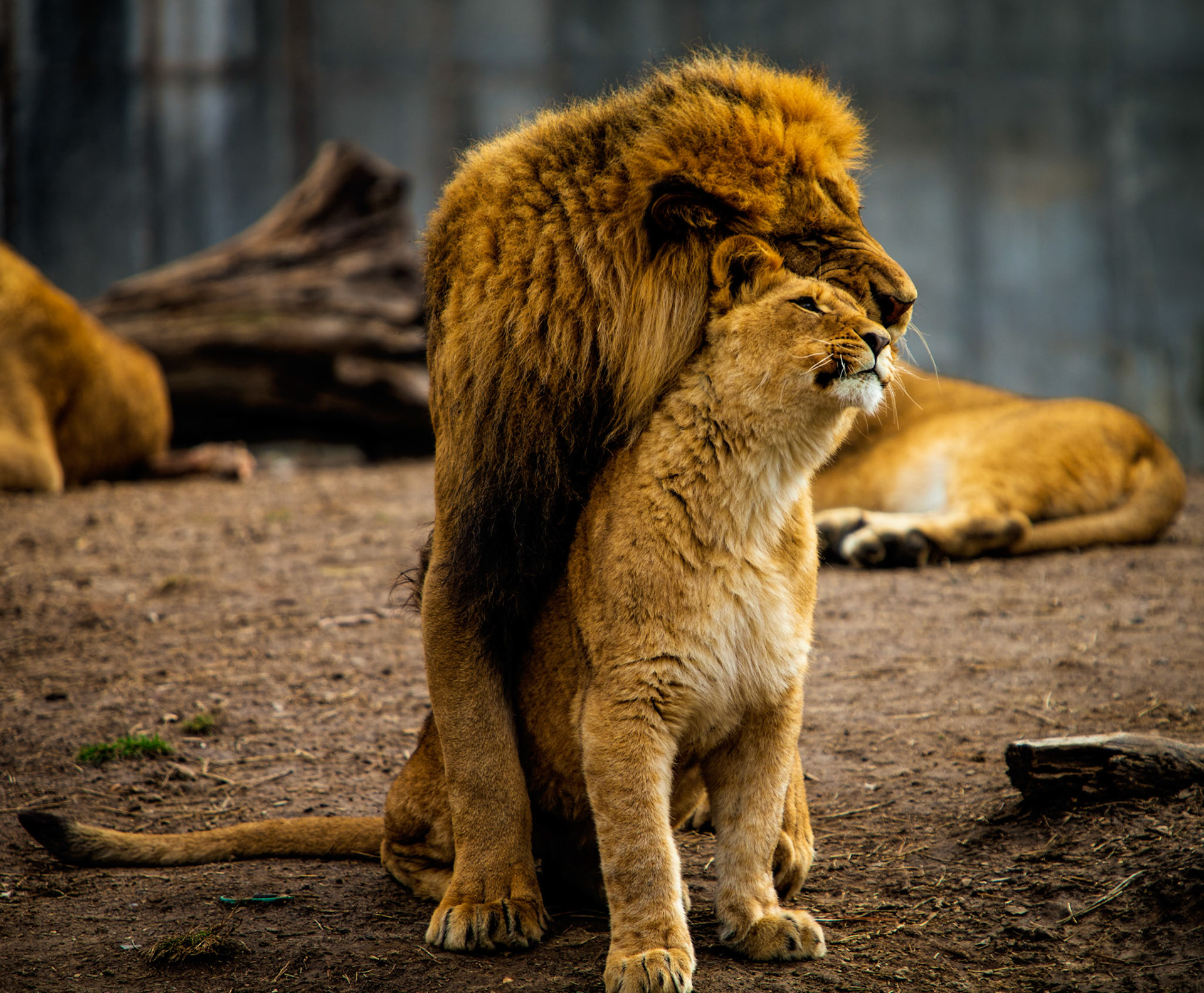 Lions - St. Louis Zoo