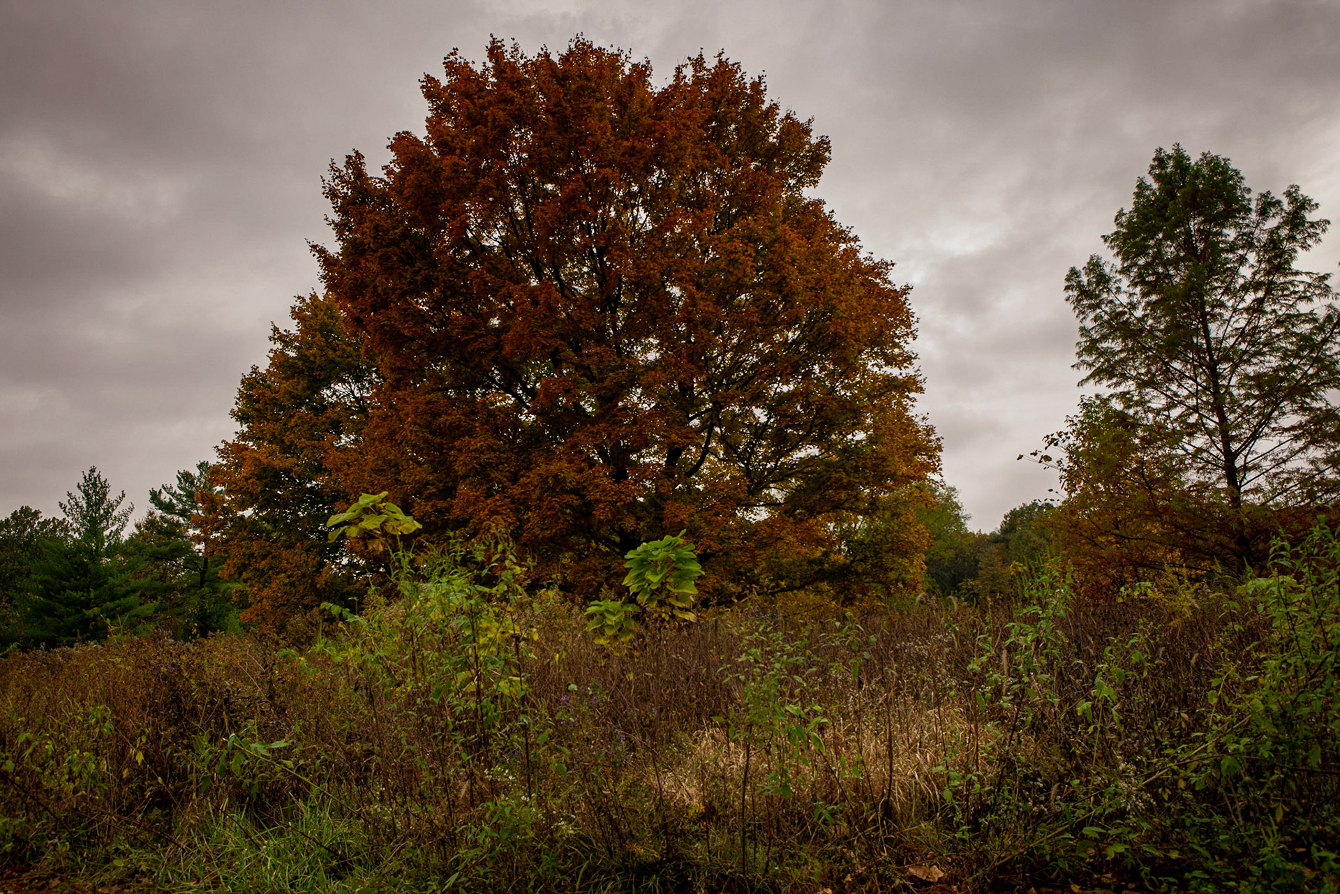 Forest Park
