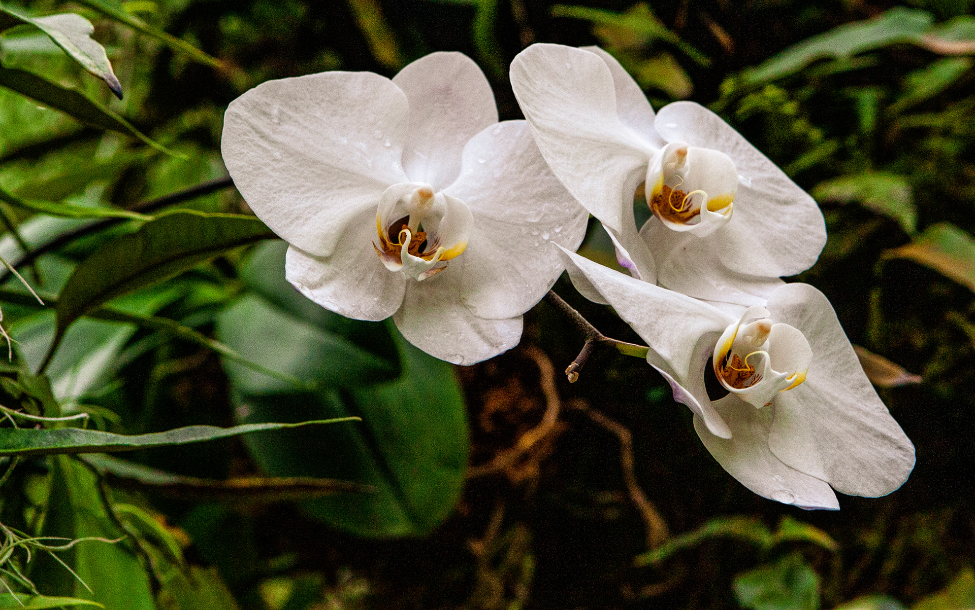 Orchids