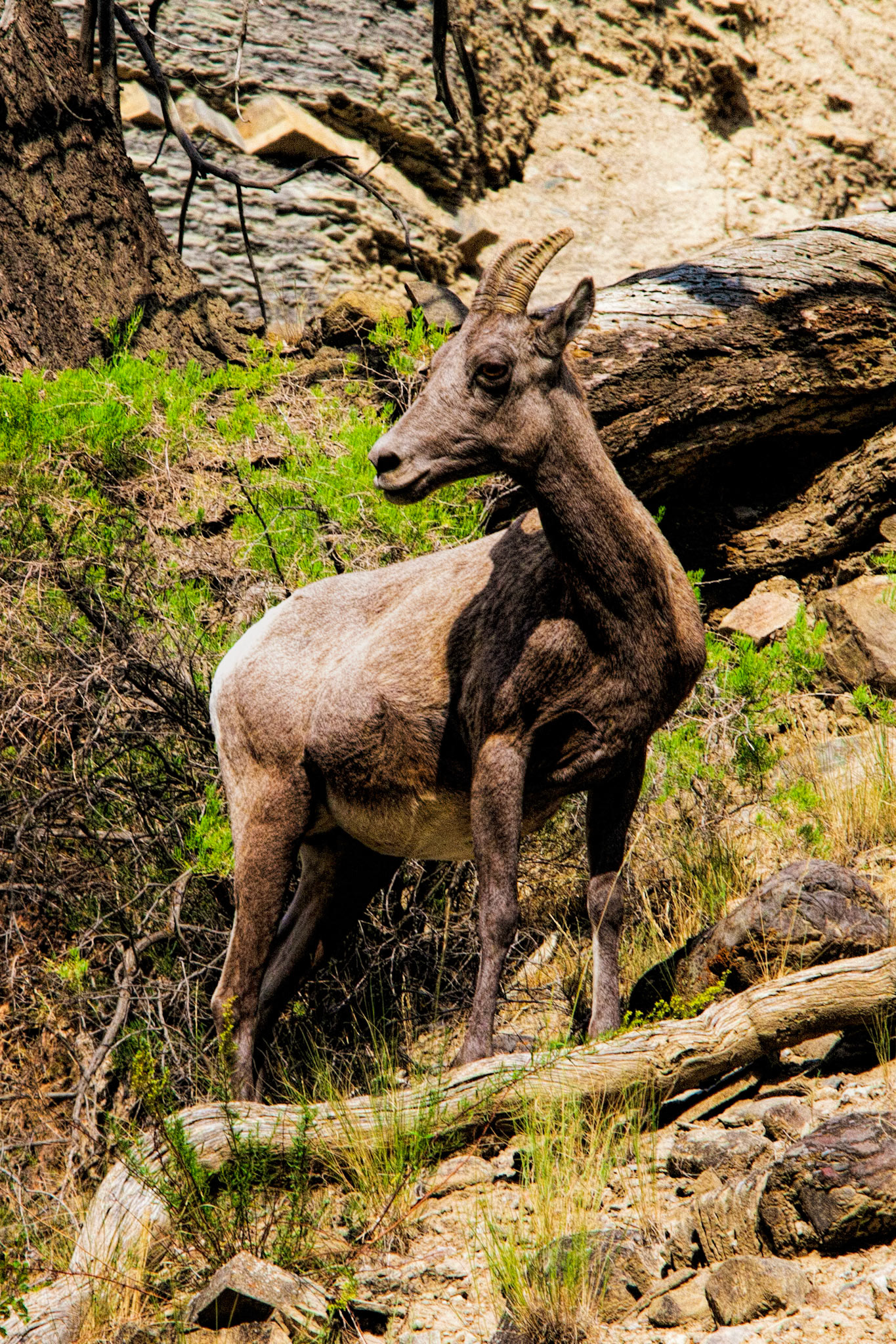 Desert Bighorn Sheep