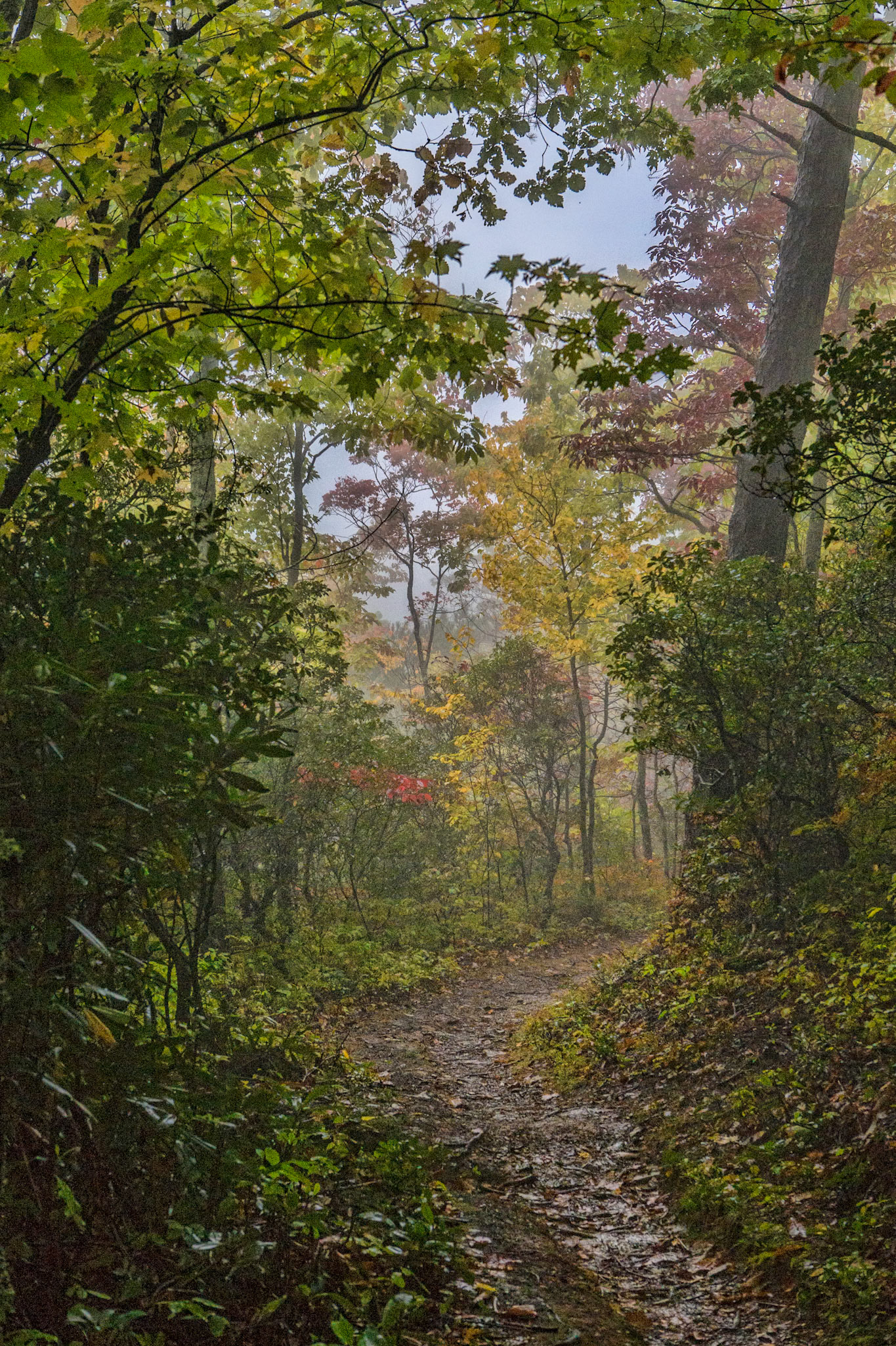 Great Smoky Mountains National Park