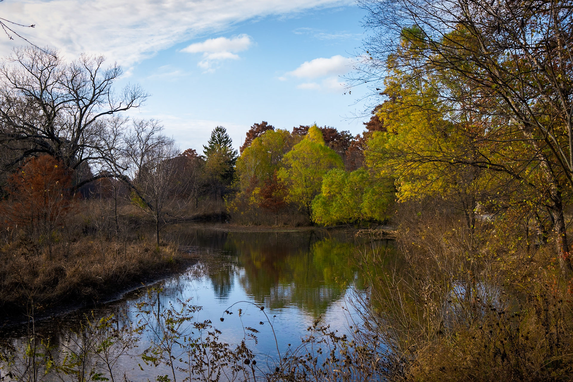 Forest Park
