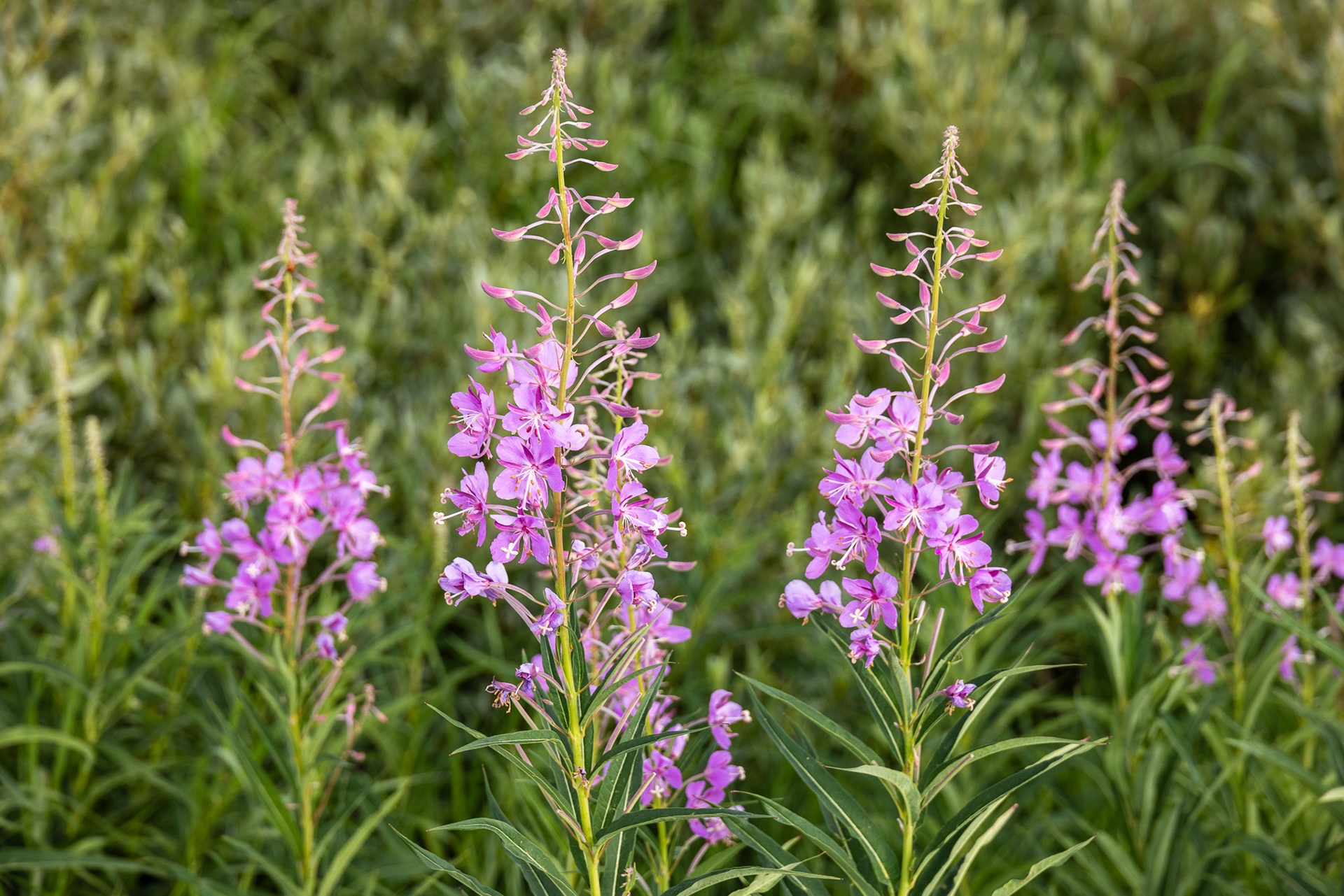 Fireweed