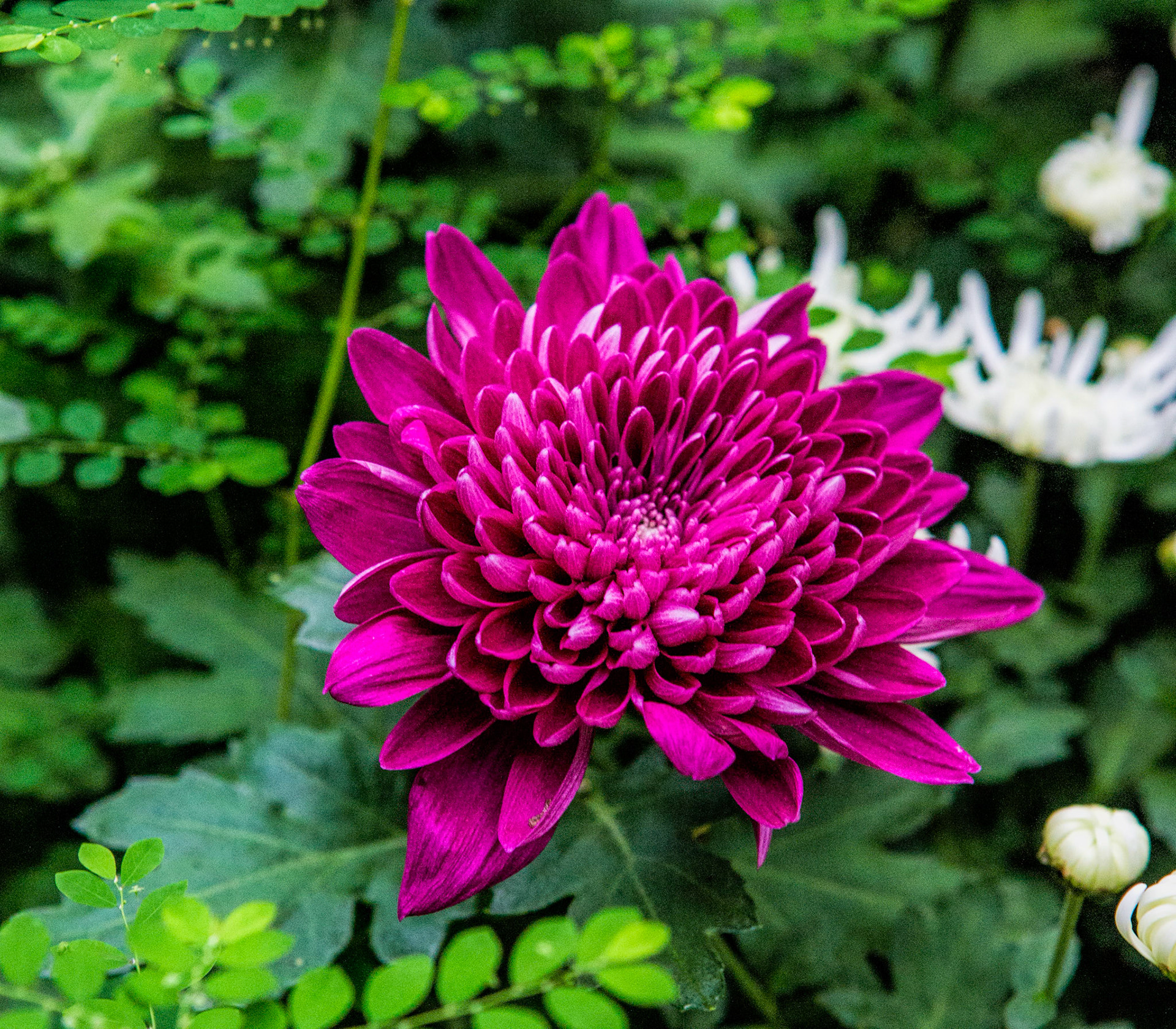 Meijer Gardens