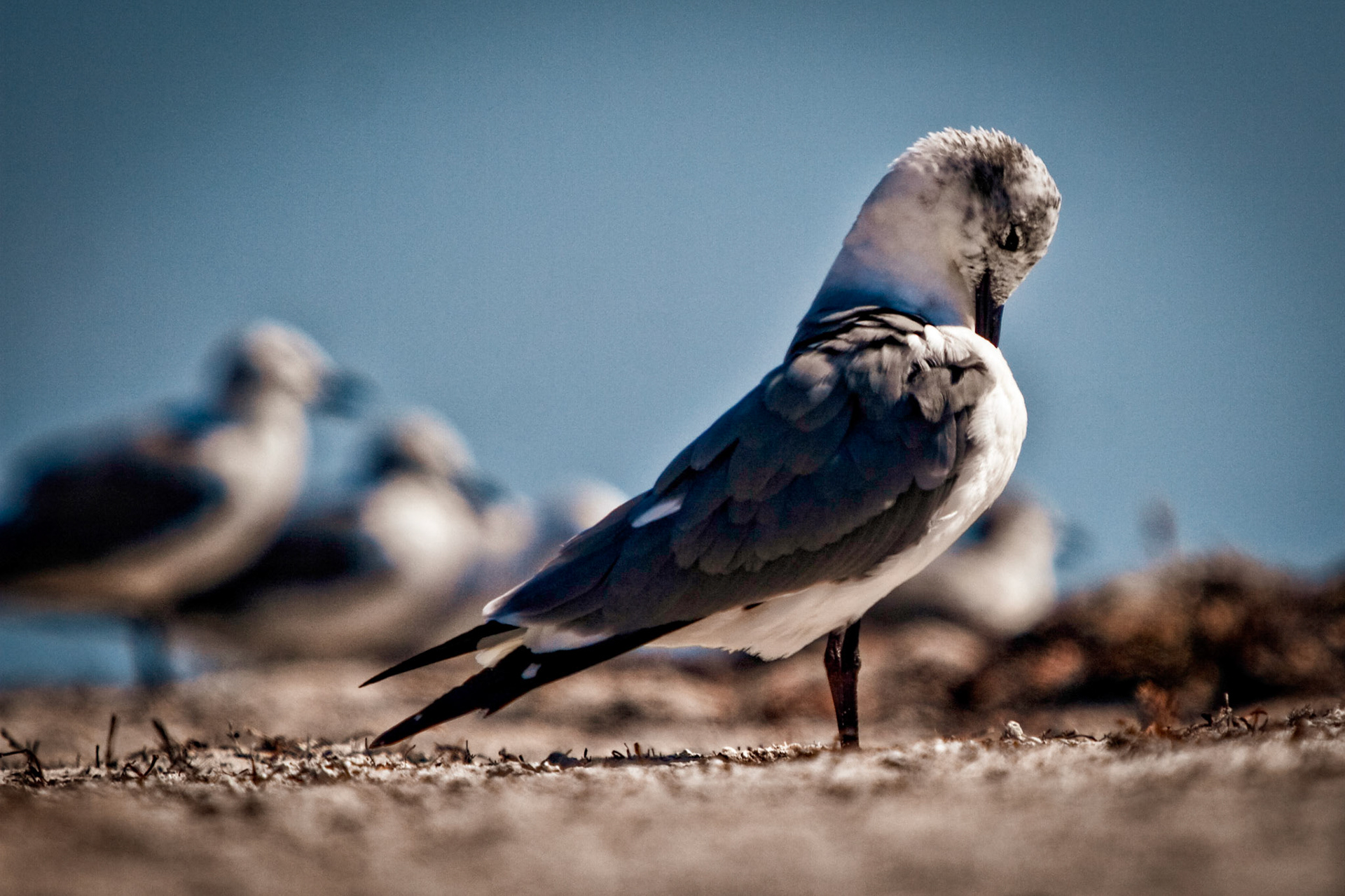 Seagull - Florida Keys