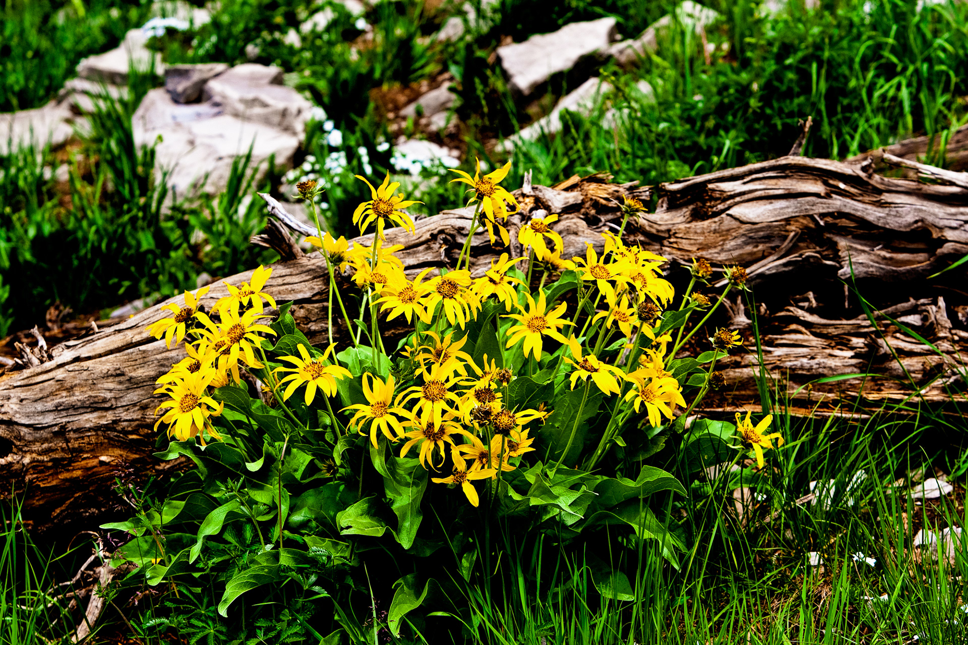 Arrow Leaf Balsamroot